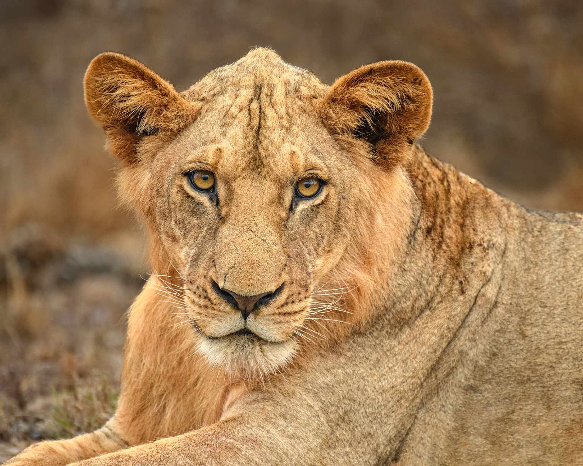 HARD STARE (YOUNG MALE)