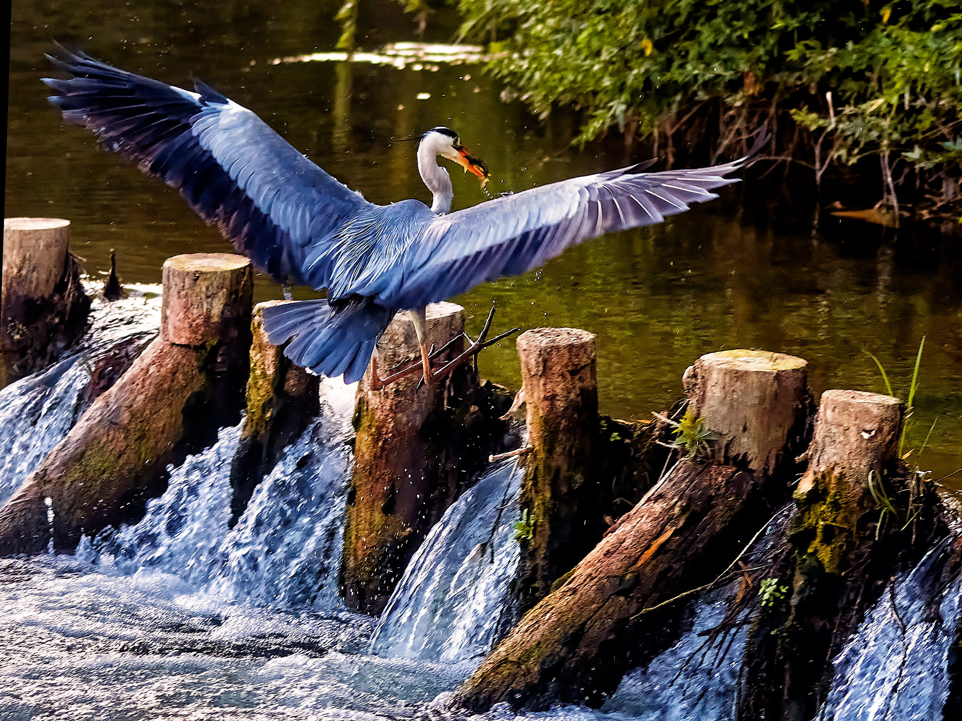 Great Blue Heron
