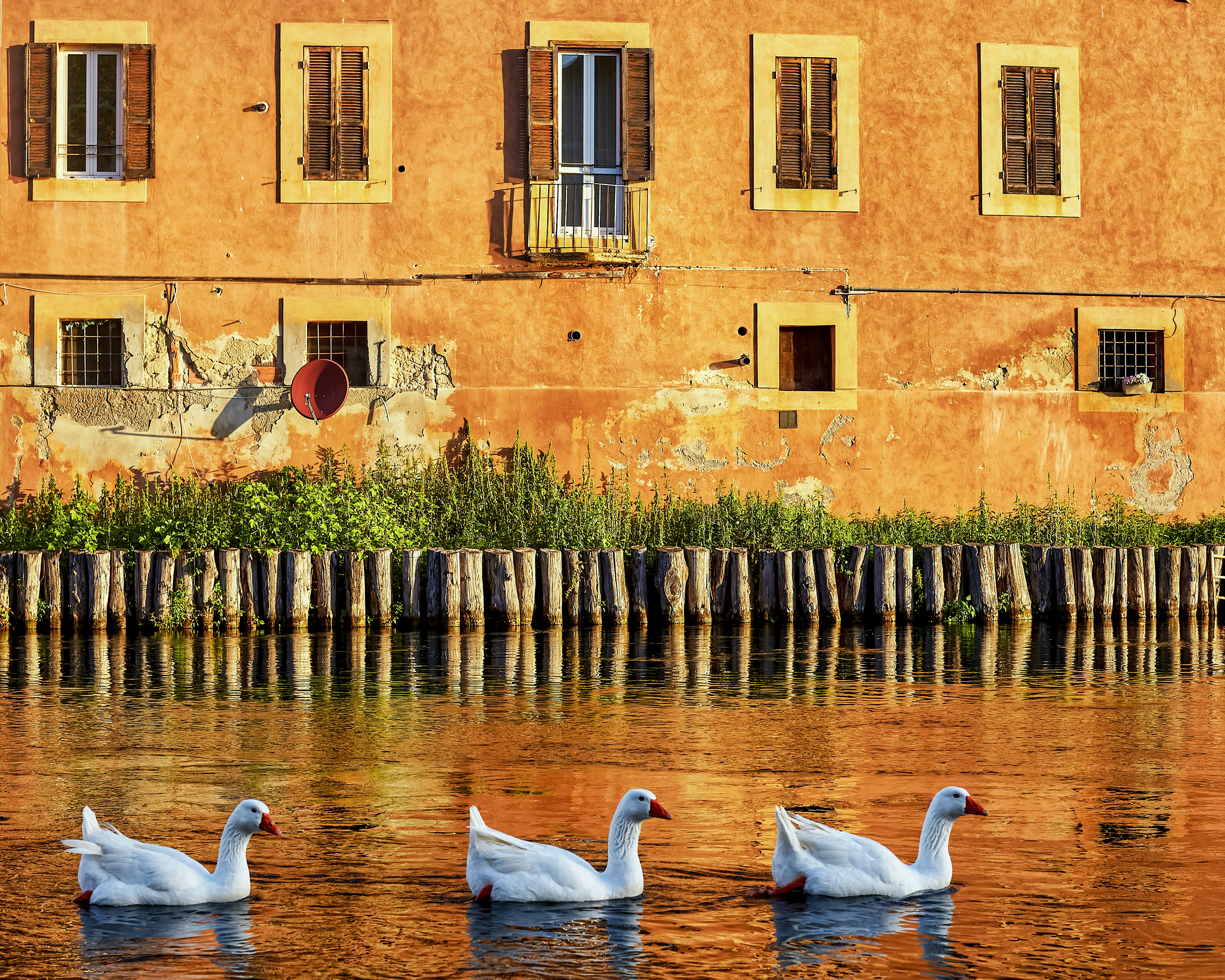 Velino's Trio: Graceful Geese
