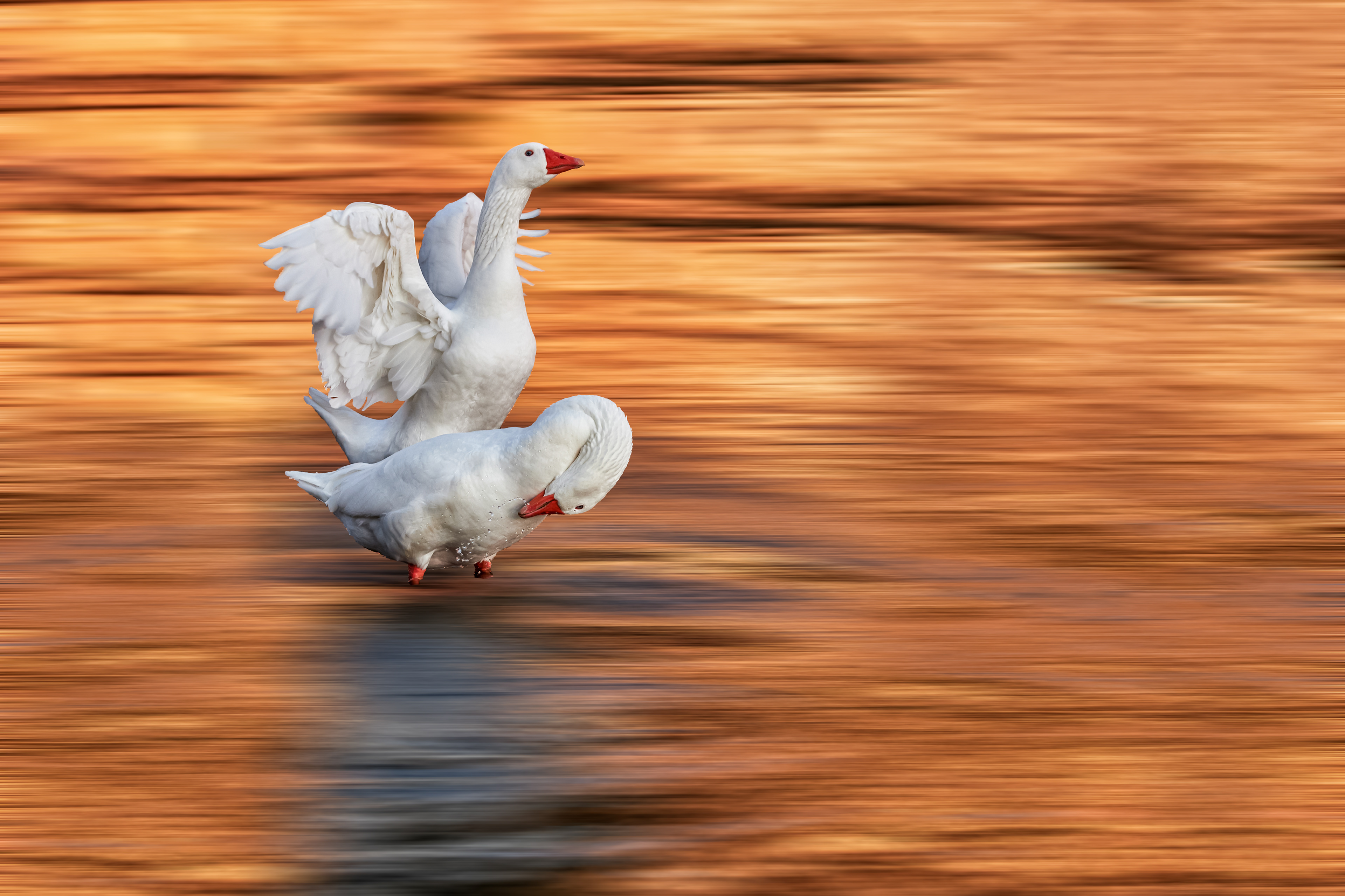 The Lake of Geese