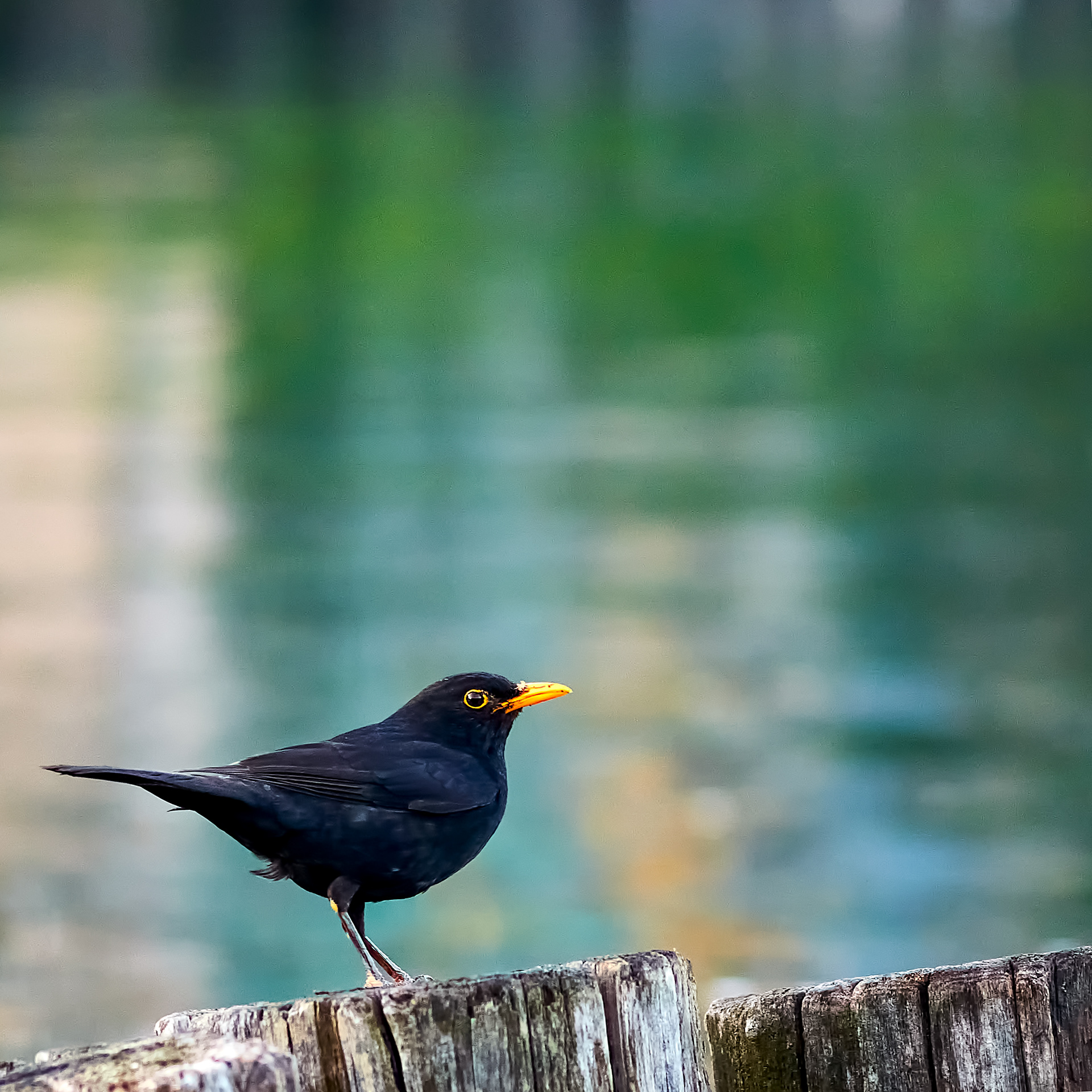 Blackbird
