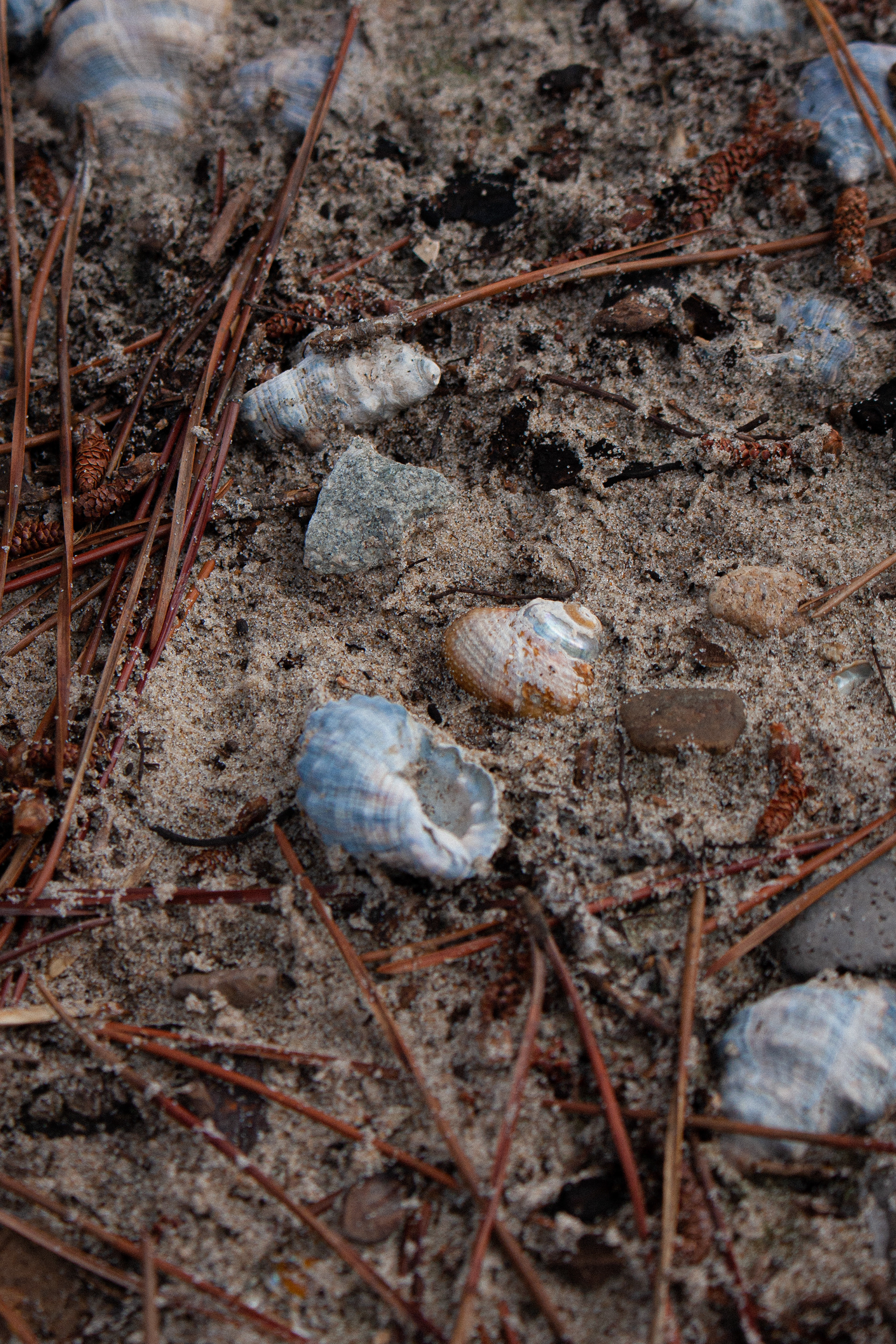 Pine needles and seashells