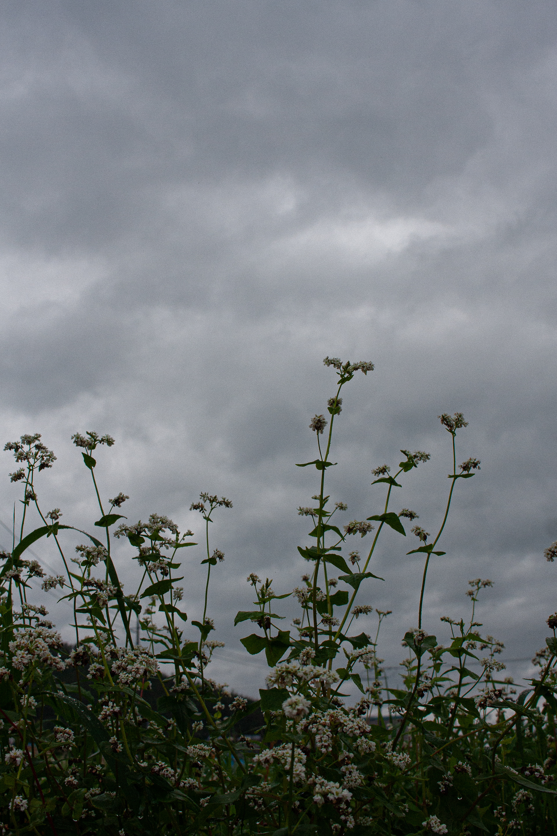 Daisies wave under roiling clouds