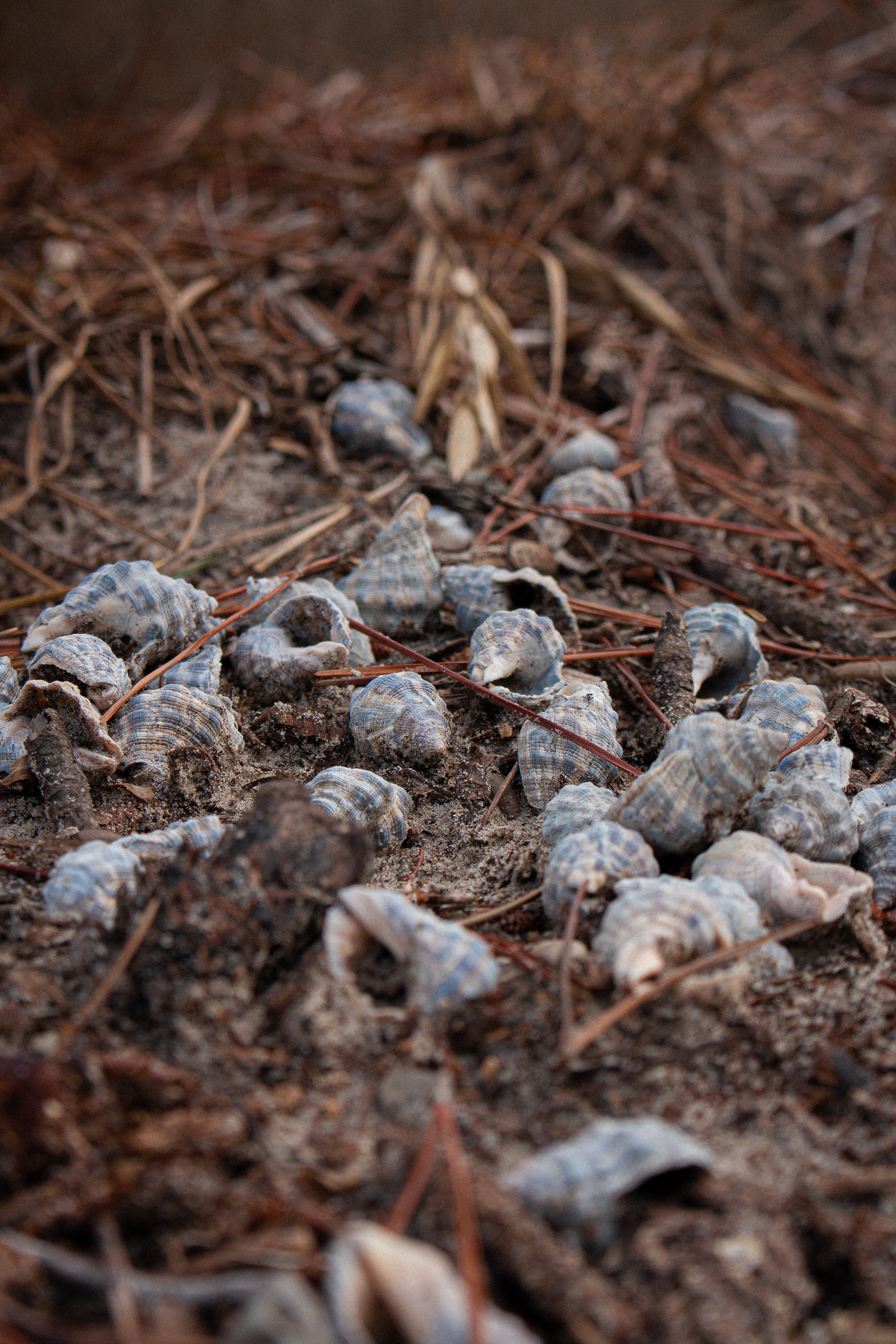 Hundreds of shells lie abandoned a few hundred feet from shore