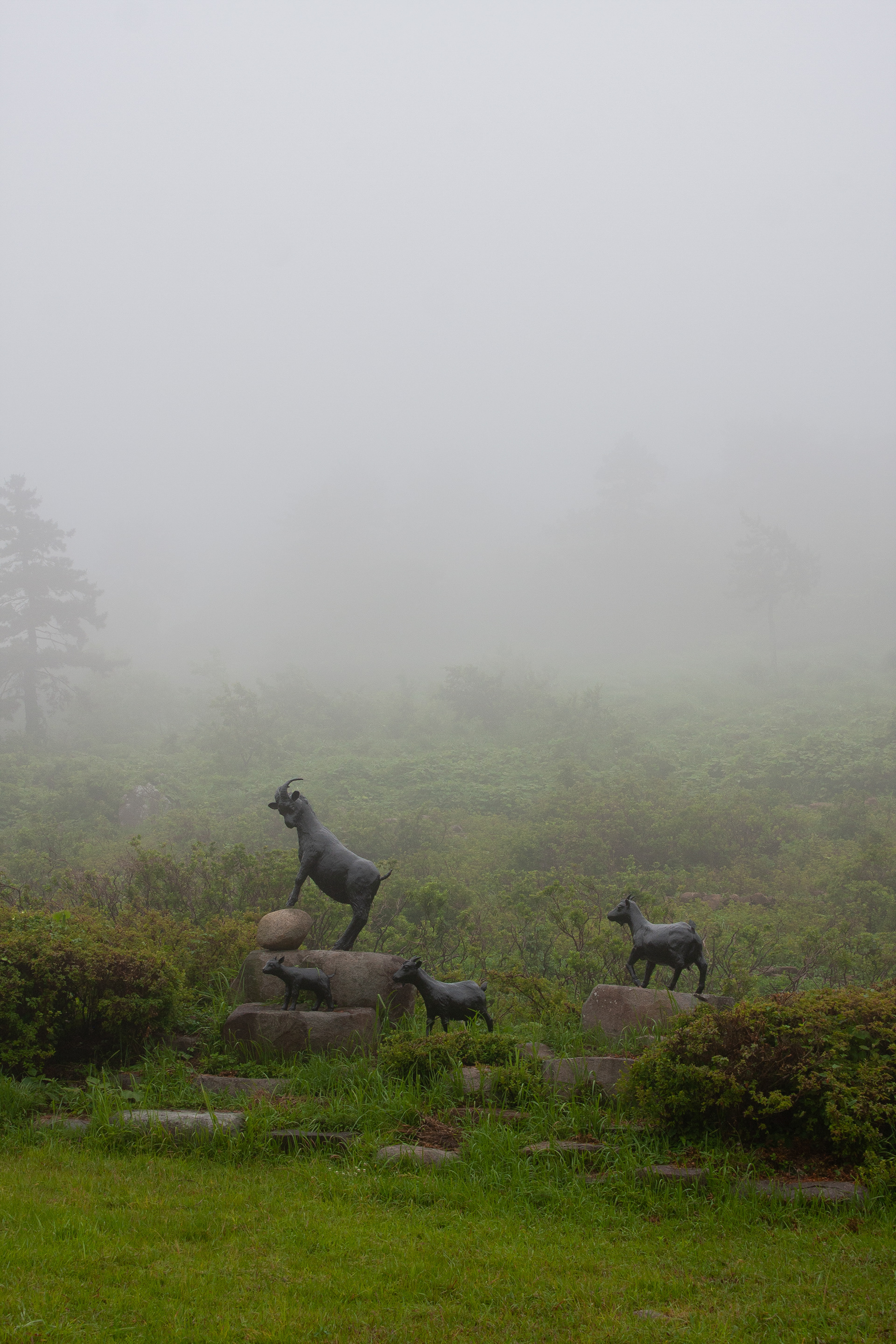 The famous black goats that this mountain is named for
