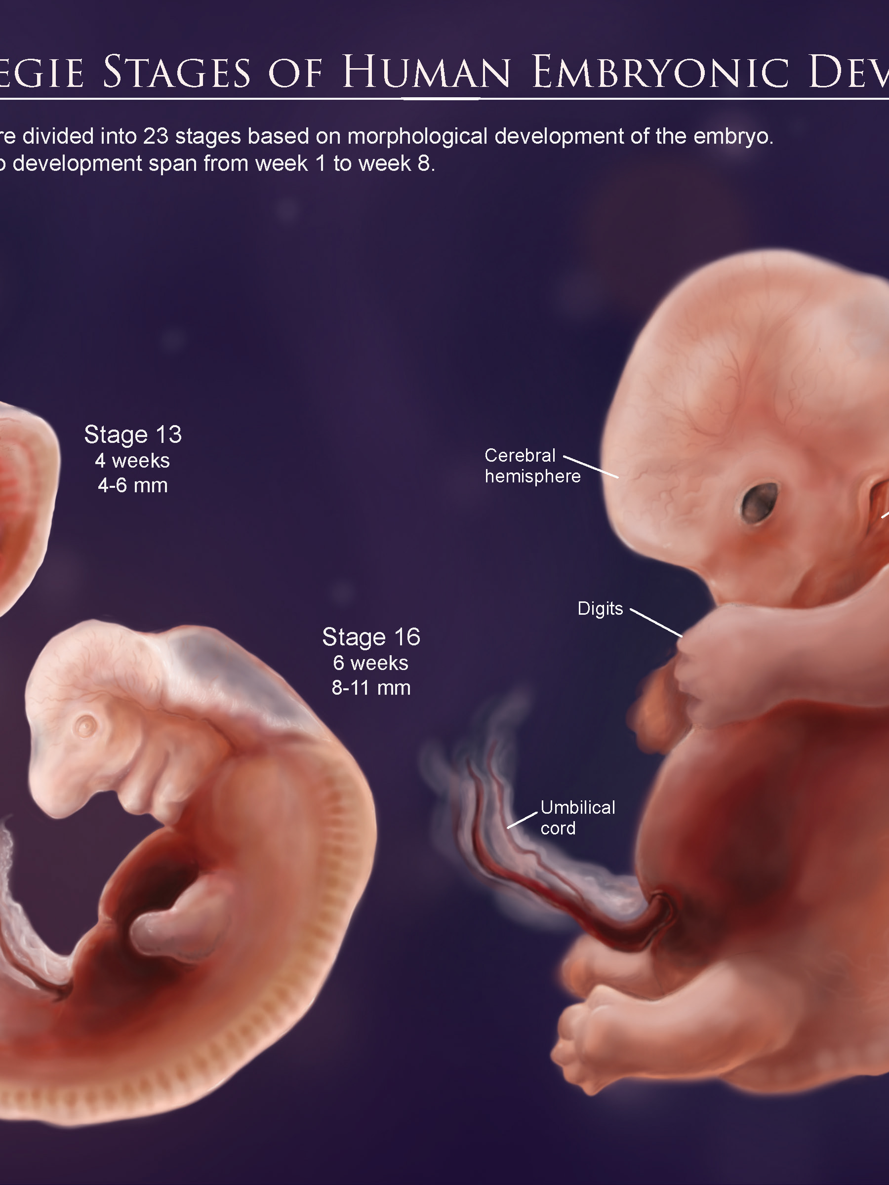 elephant embryo vs human embryo