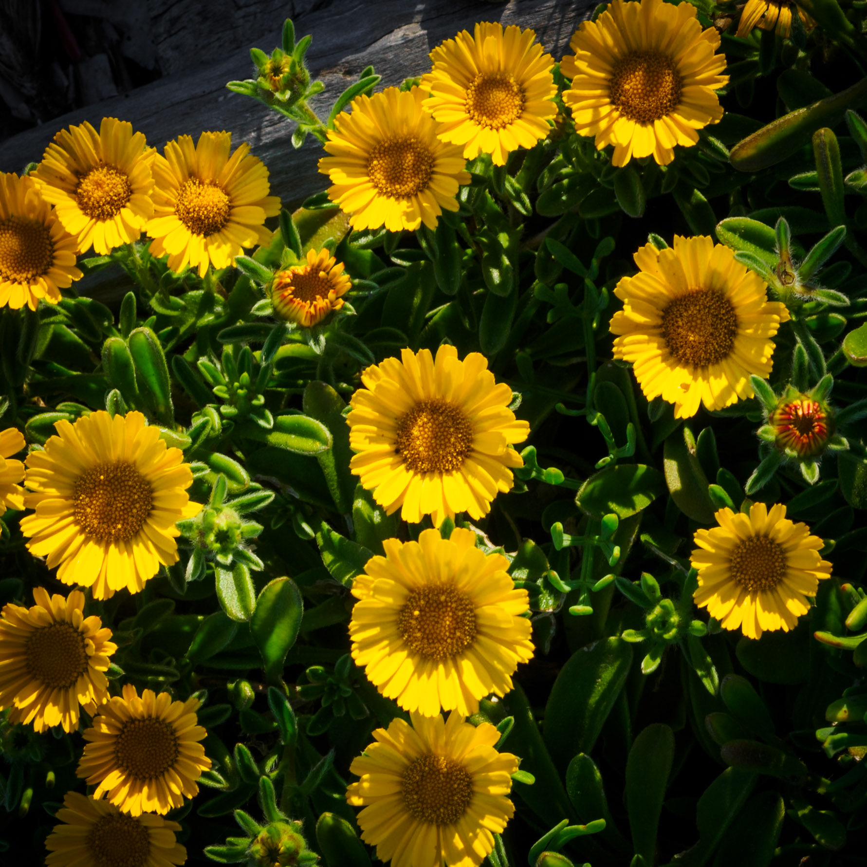 A simple composition, of pretty yellow flowers blooming in spring, near the beach at La Mola Fortress in Menorca