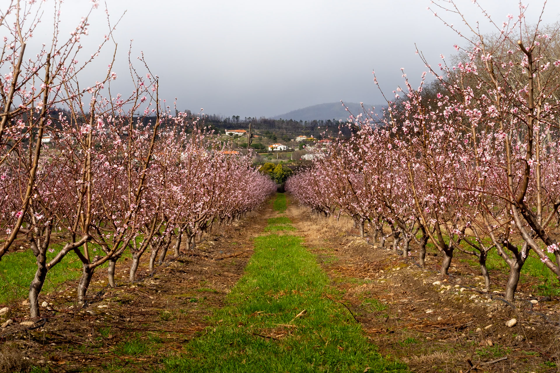 Cherry Blossoms bloom at the end of winter somewhere in the Castelo Branco district in Portugal.