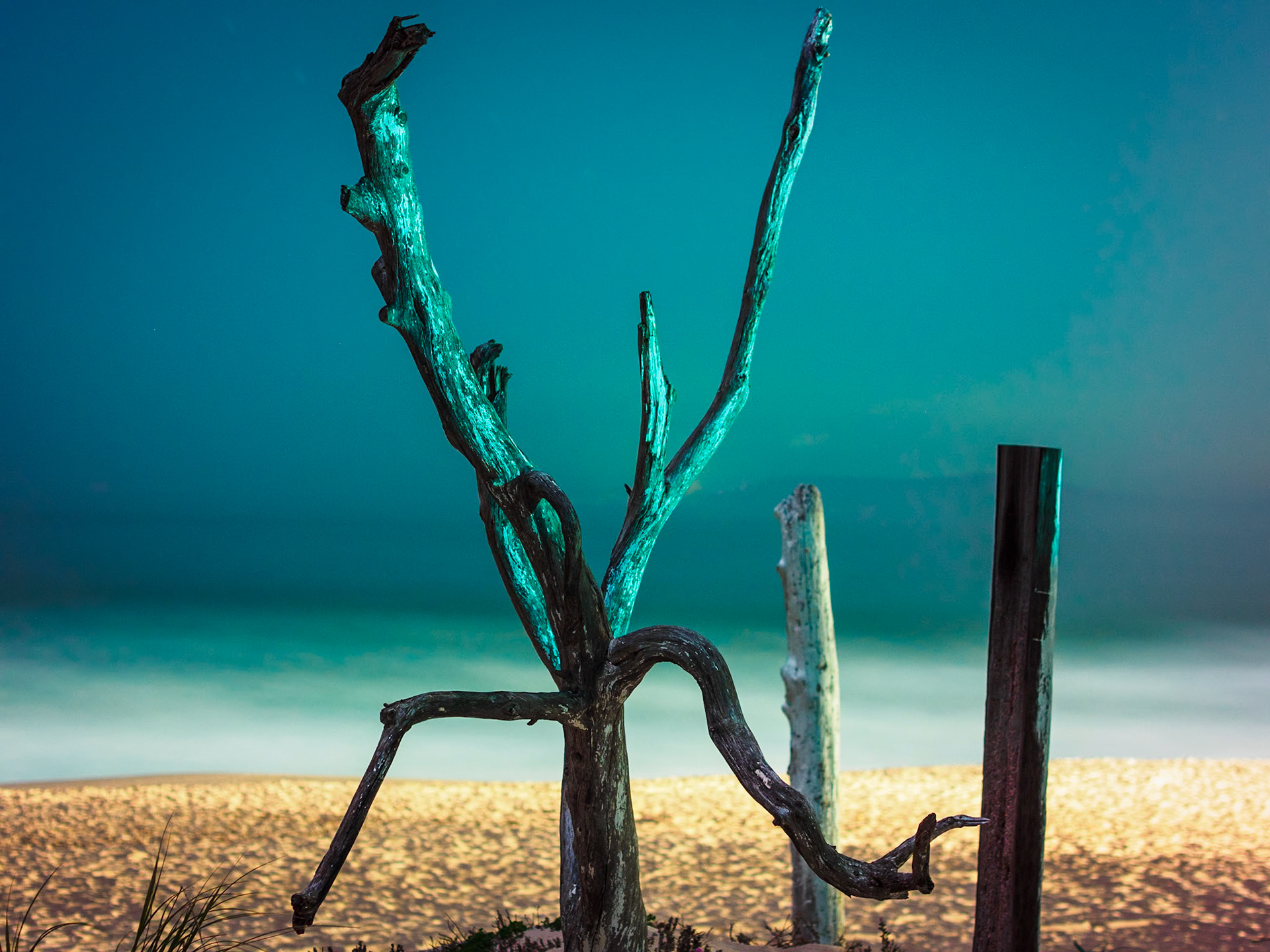 A dead tree with gnarly branches becomes a sculptural subject on a deserted beach at night, illuminated by nearby buildings. The long-exposure captures what little light there was, and smooths out the waves, creating an abstract, otherworldly image.