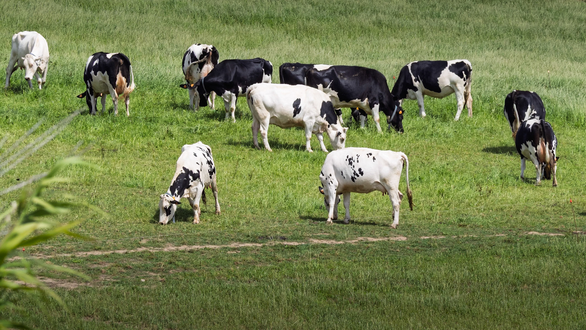Holstein Friesian cows graze peacefully on a lush green hillside in Ginetes, São Miguel Island, Azores, Portugal, showcasing the island's agricultural landscape.
