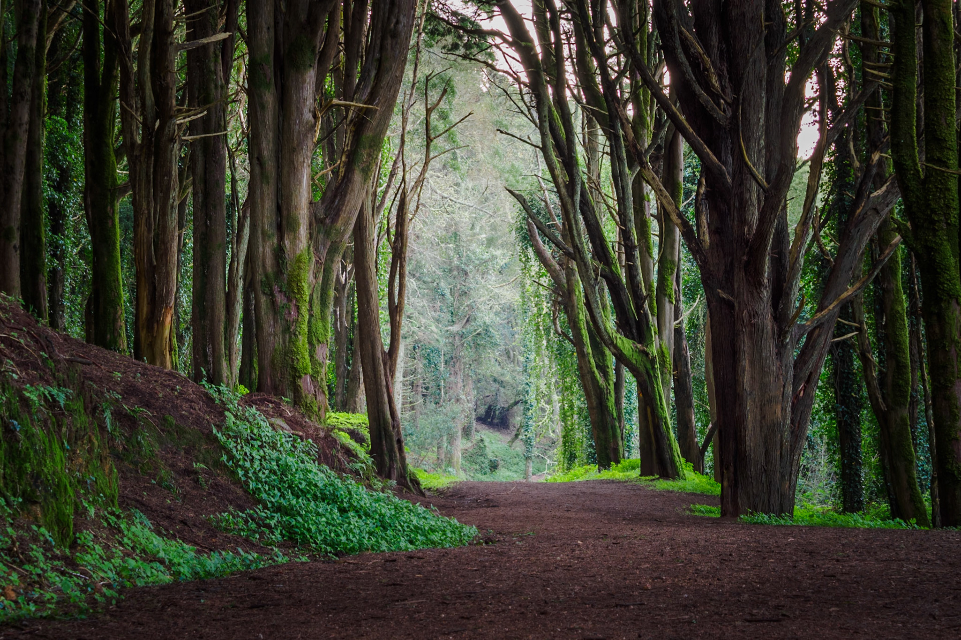 A moody and spooky scene captured in the forests of Sintra, Portugal. The bright green moss and lichen, and ground cover contrast against the dark brown tree trunks and dirt track.