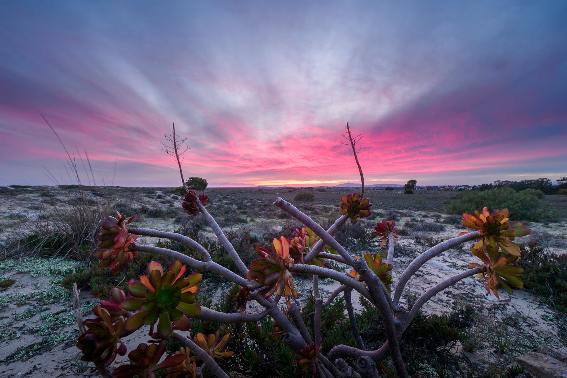 Sunset on a beach near Tavira (Portugal) where the colours and the plants create an other-worldly scene.