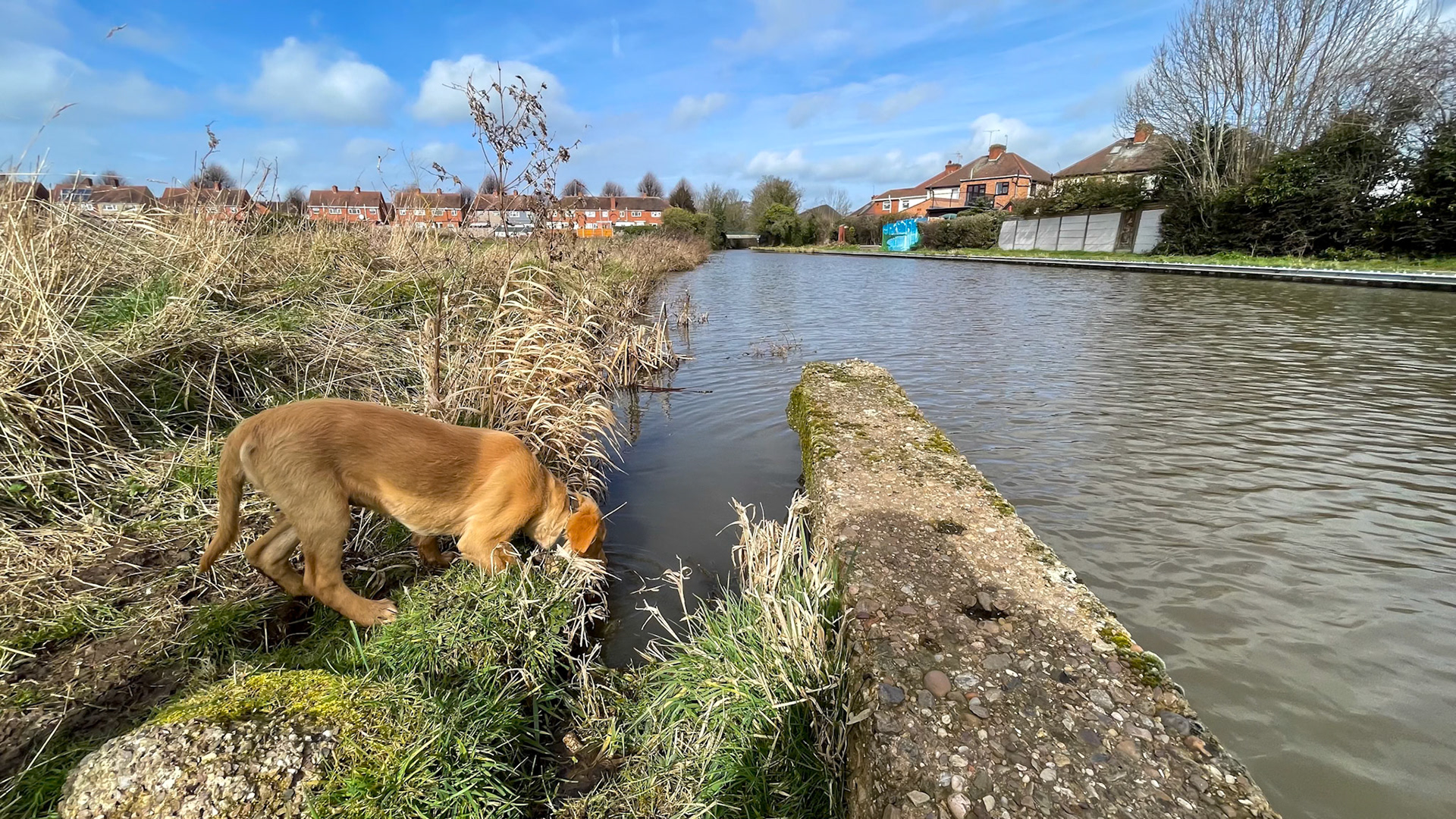 Finlay at 16 weeks old