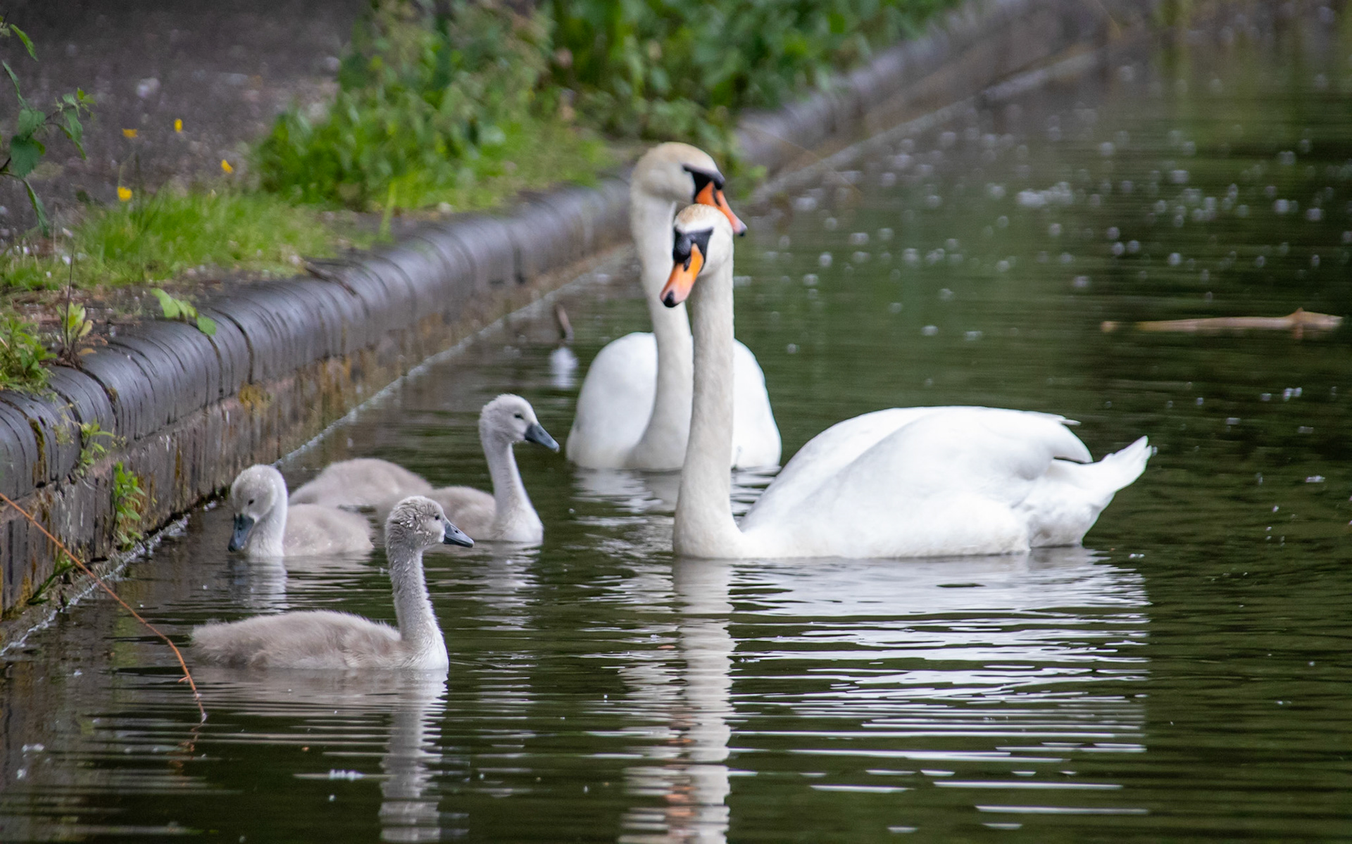 Swan family on the canal