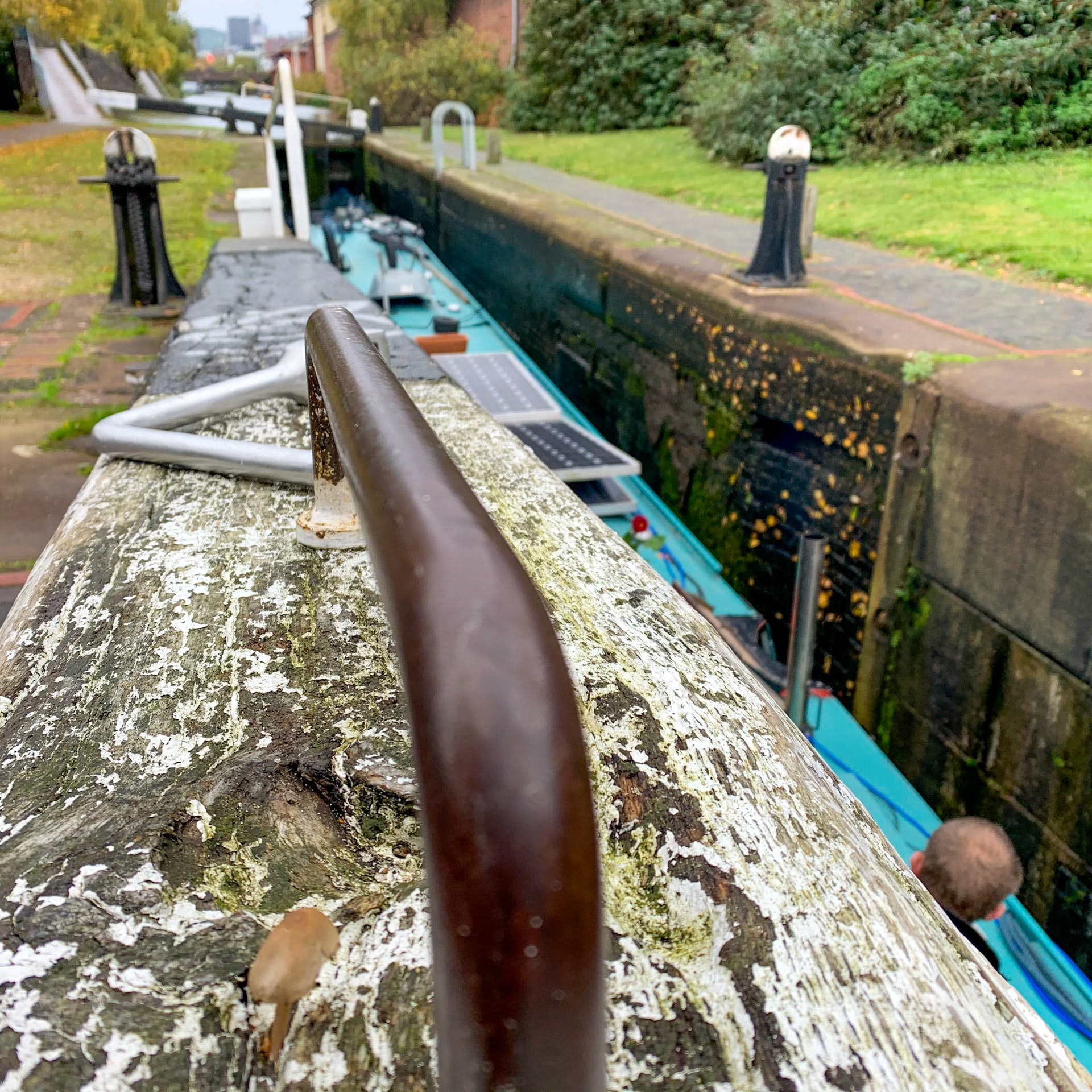 City centre wild mushrooms