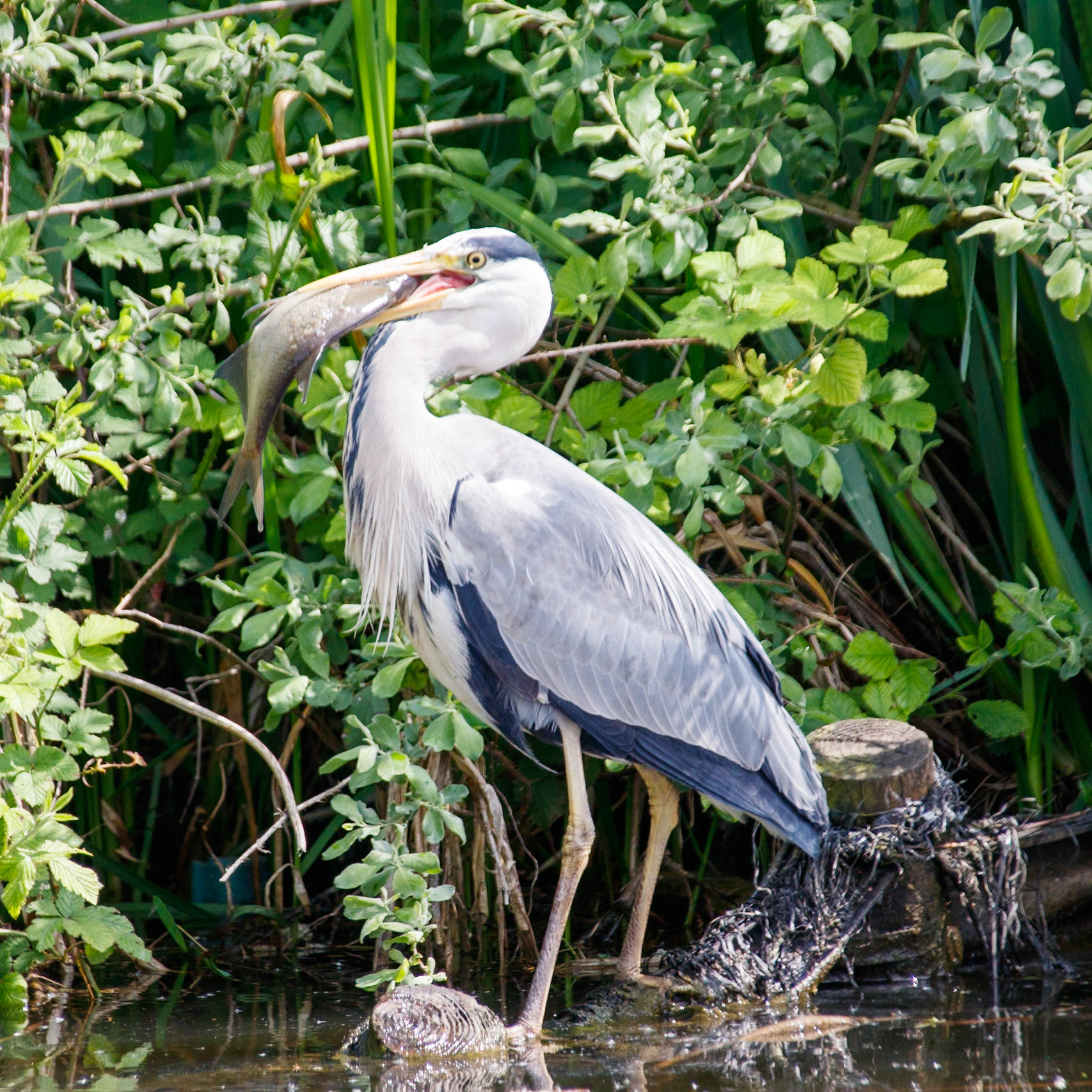 Heron with its catch on the Dudley canals