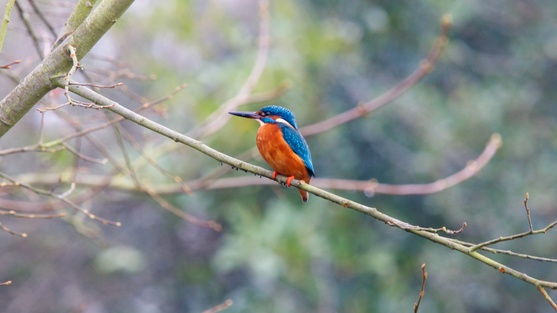 King Fisher on the canal near Lapworth in Solihull