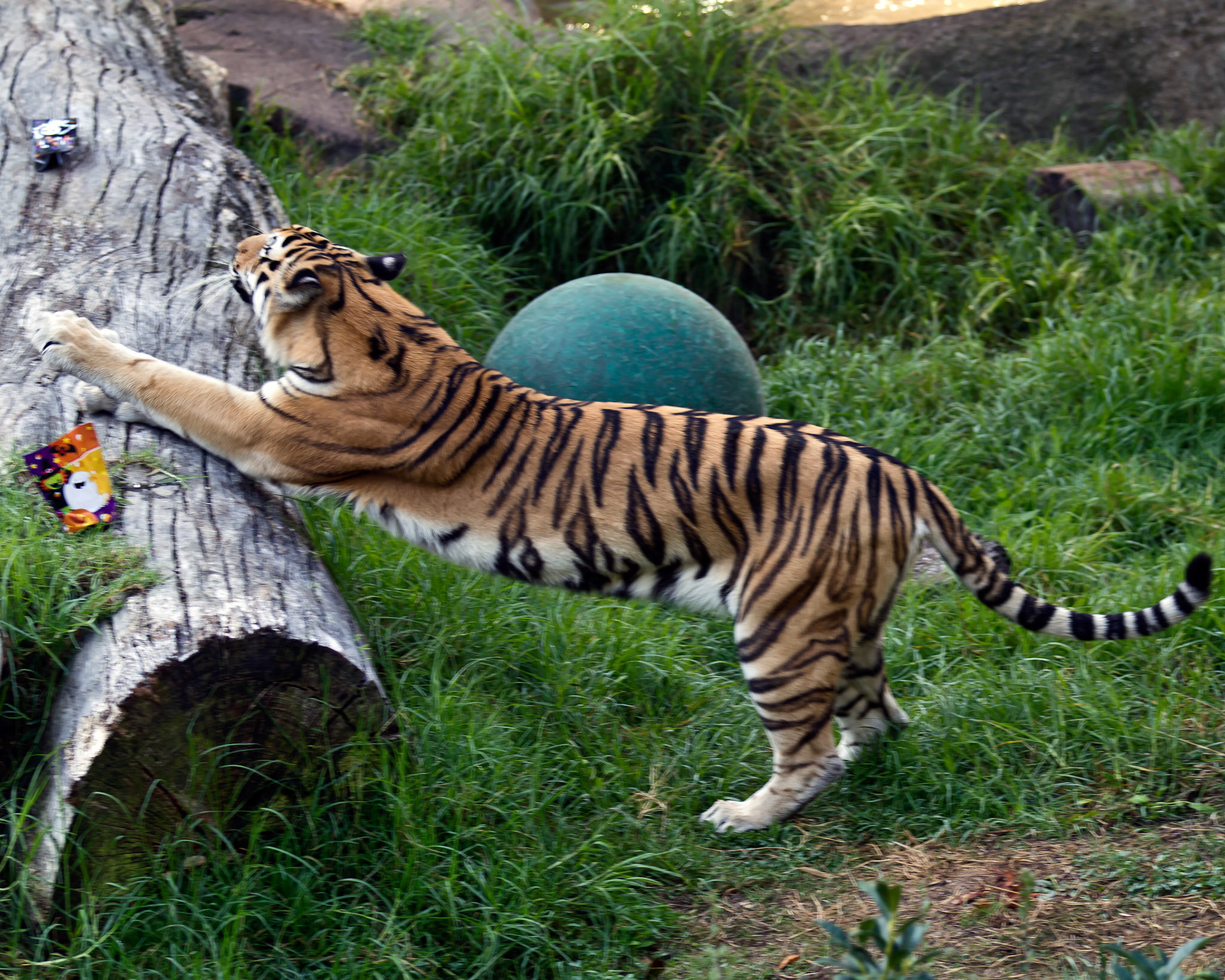 Tiger Stretch