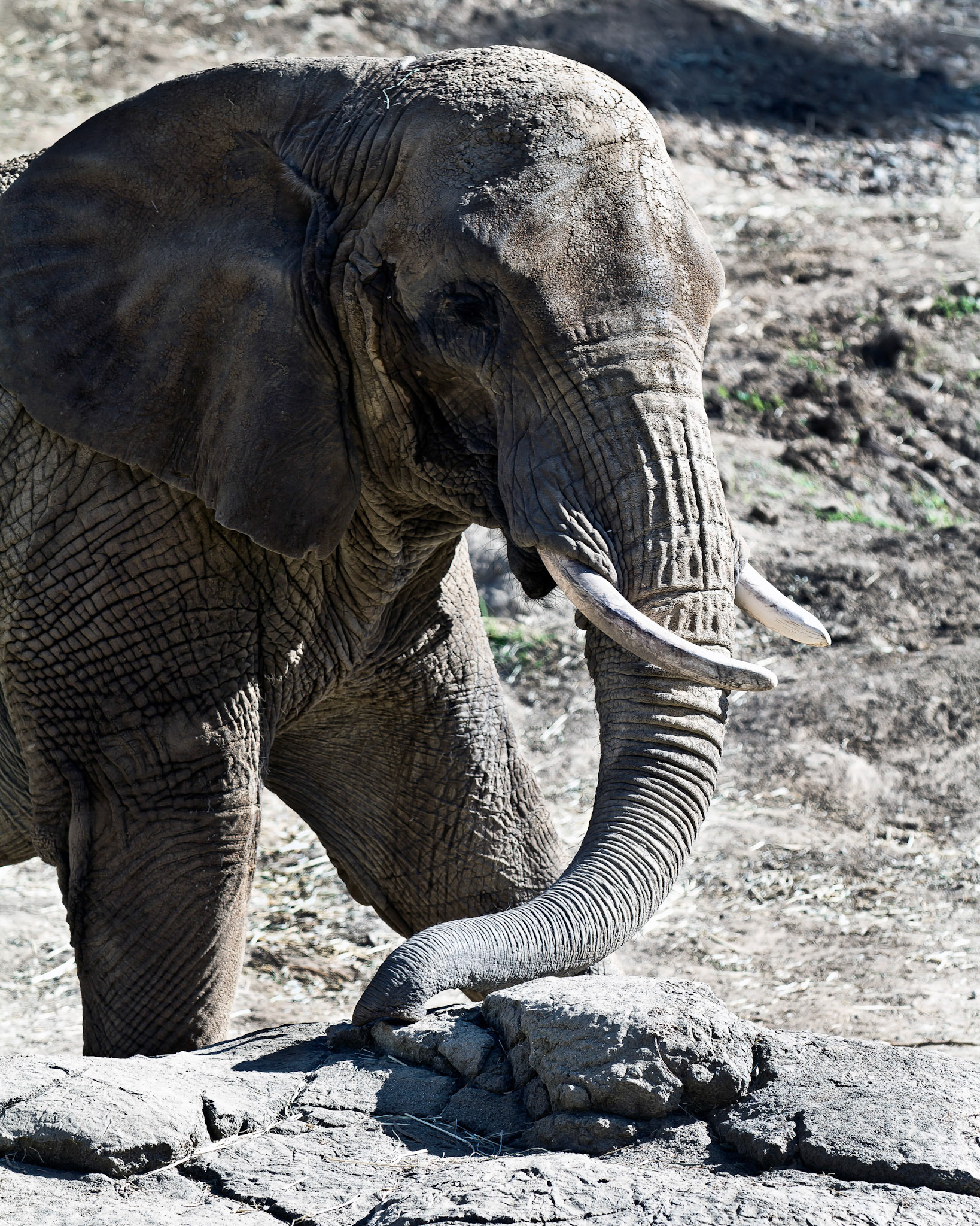 African Elephant in Oakland Zoo