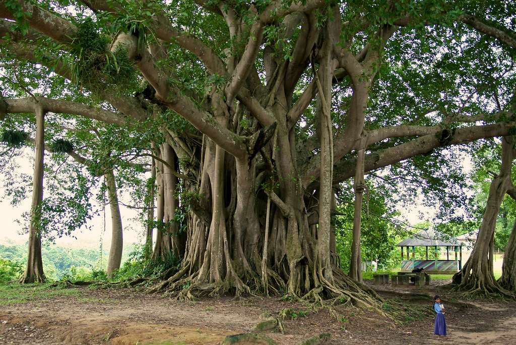 The Banyan tree