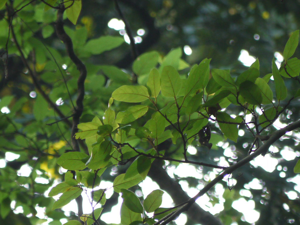 Udumbara leaves