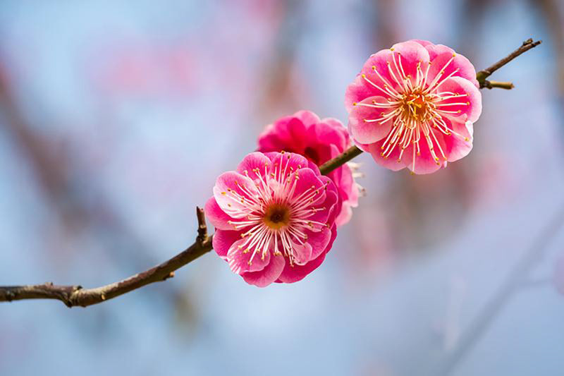 Baika tree flowers