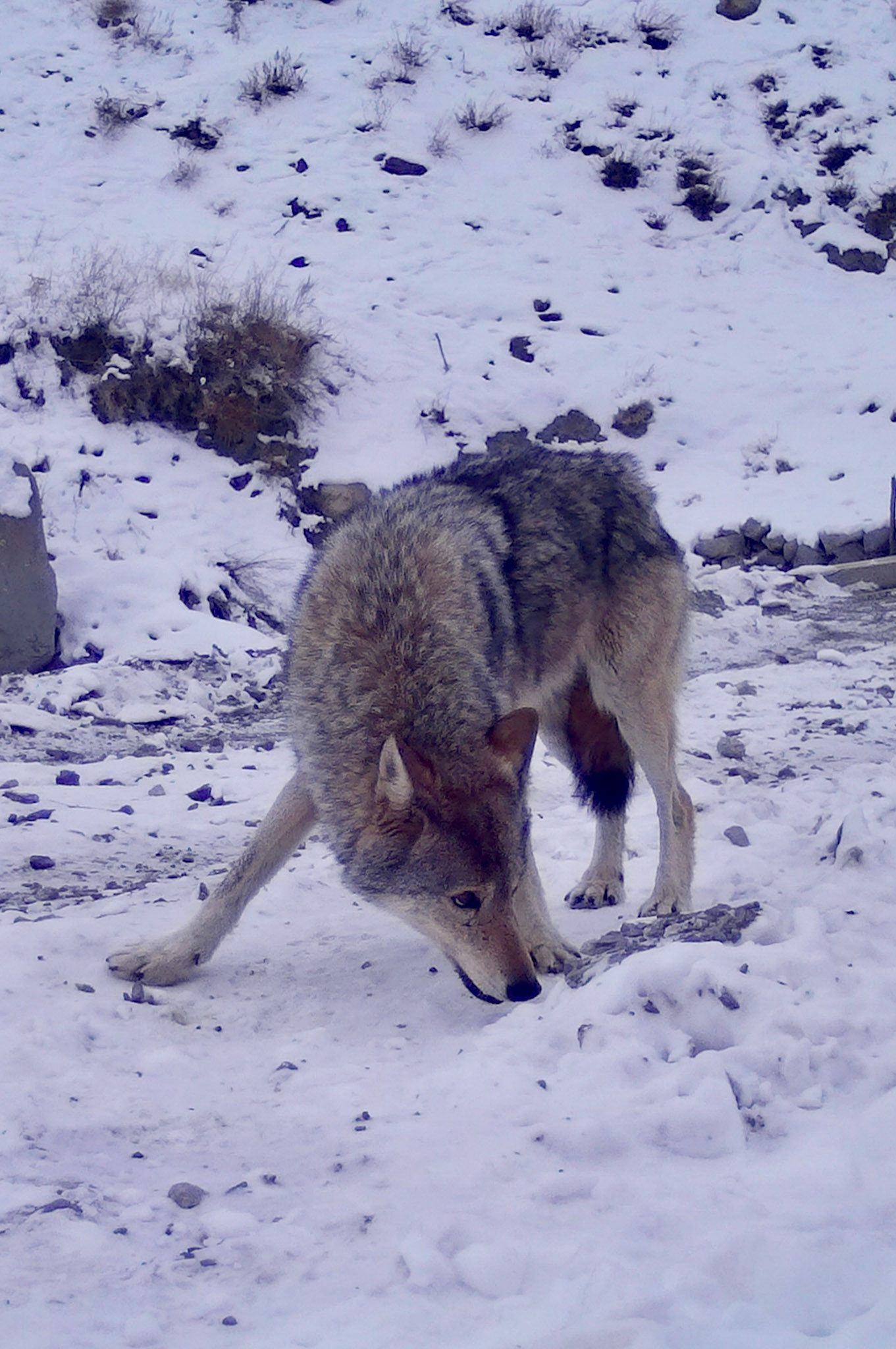 SEISSIGER Wildkamera