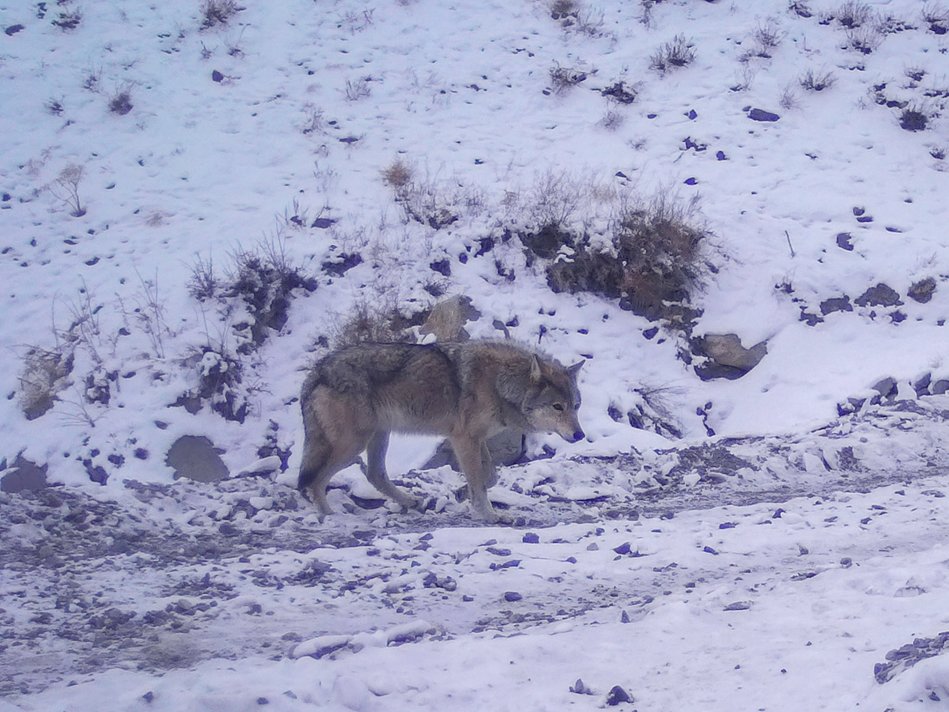 SEISSIGER Wildkamera