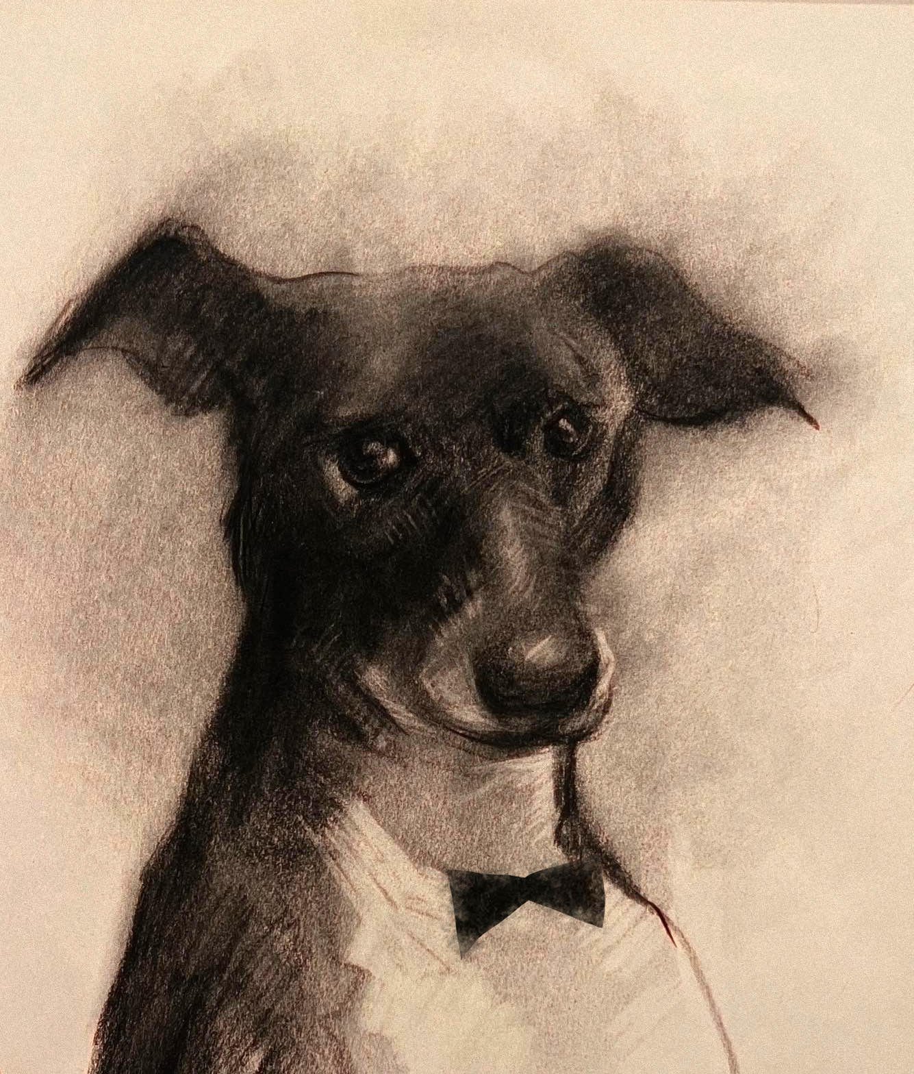 a dog with bow tie