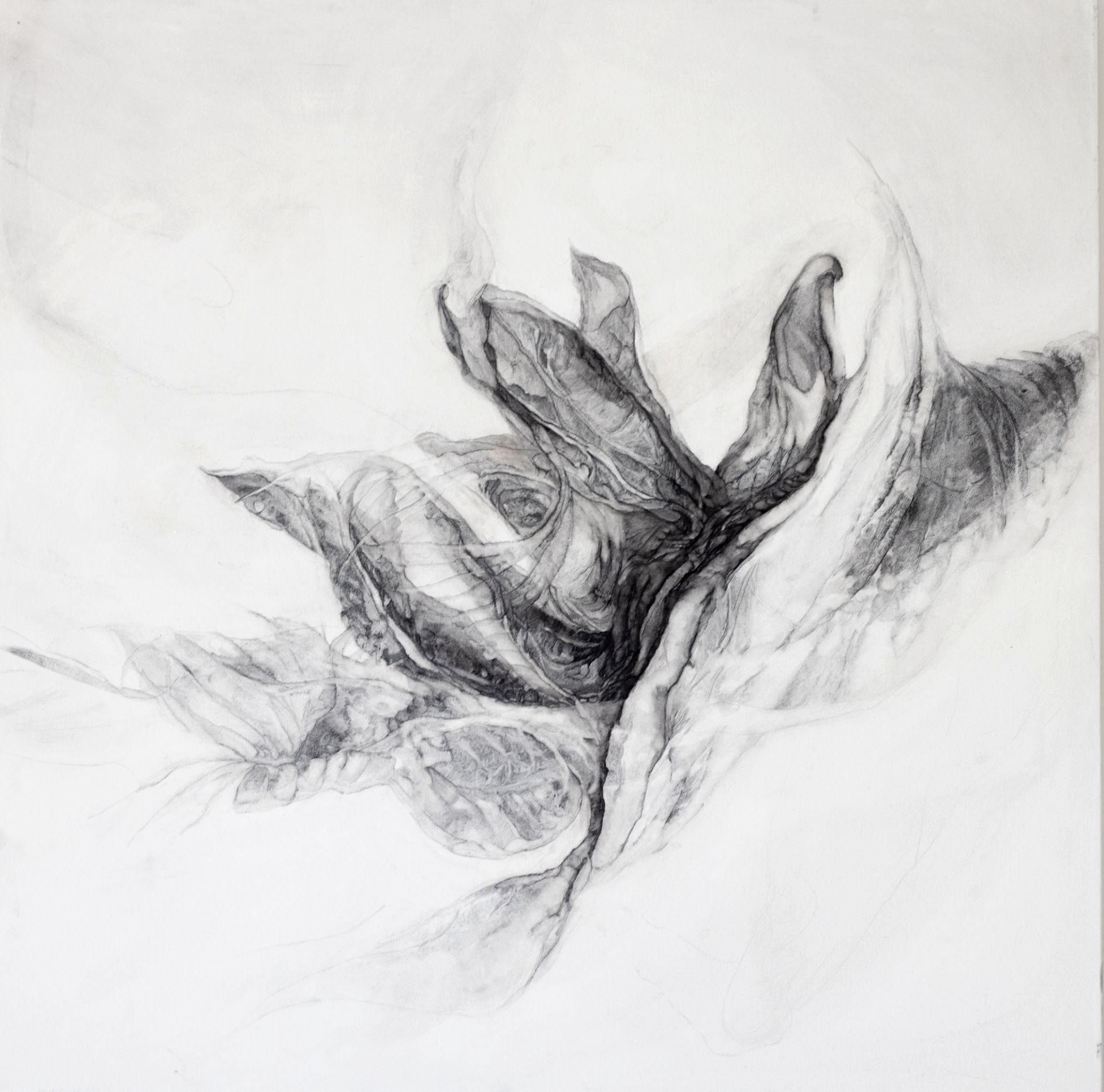 Inner Territories 8.0 | 2023 | Charcoal on canvas | 100x100 cm