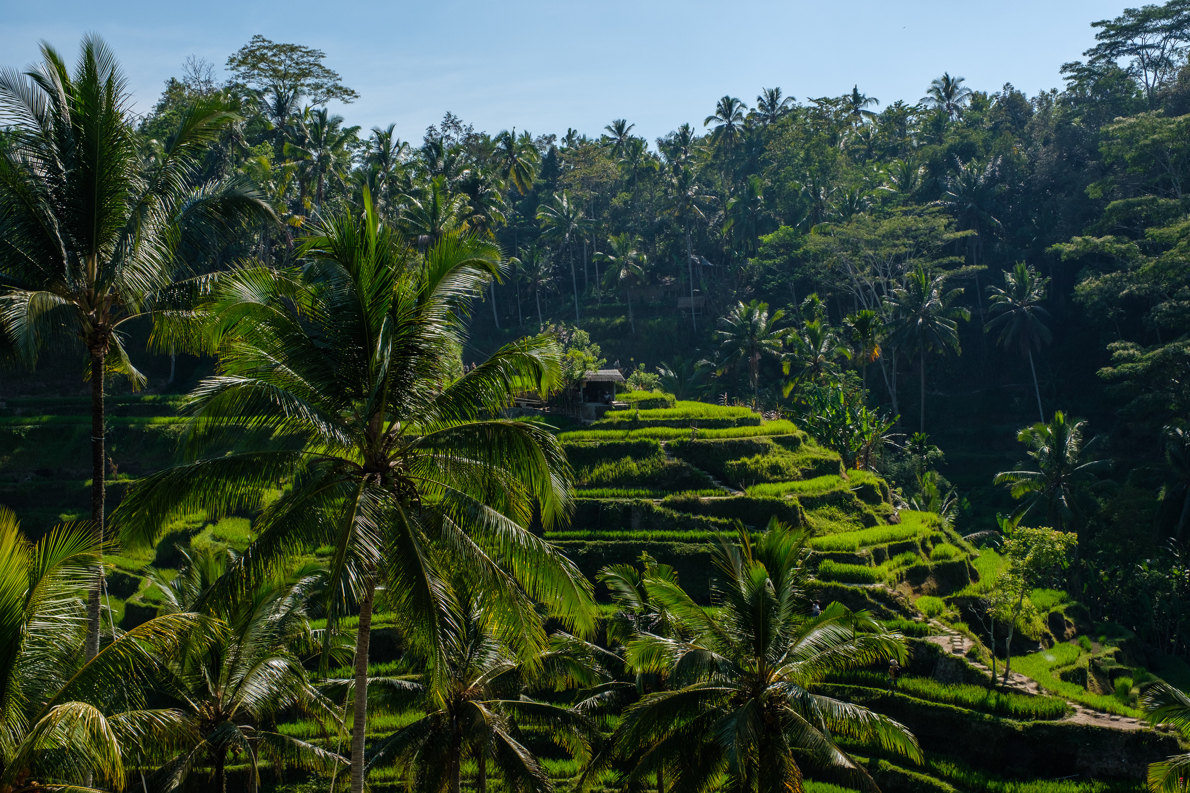 Tegallalang Rice Terrace, Ubud Bali