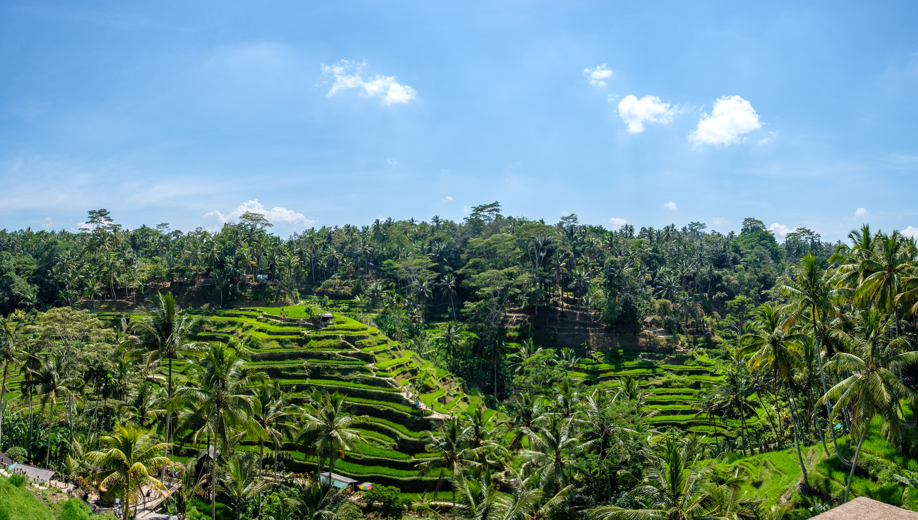 Tegallalang Rice Terrace, Ubud Bali