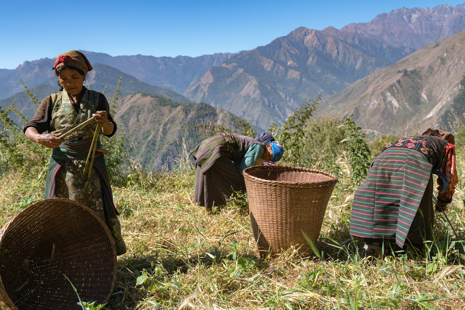 Harvest, Langtang