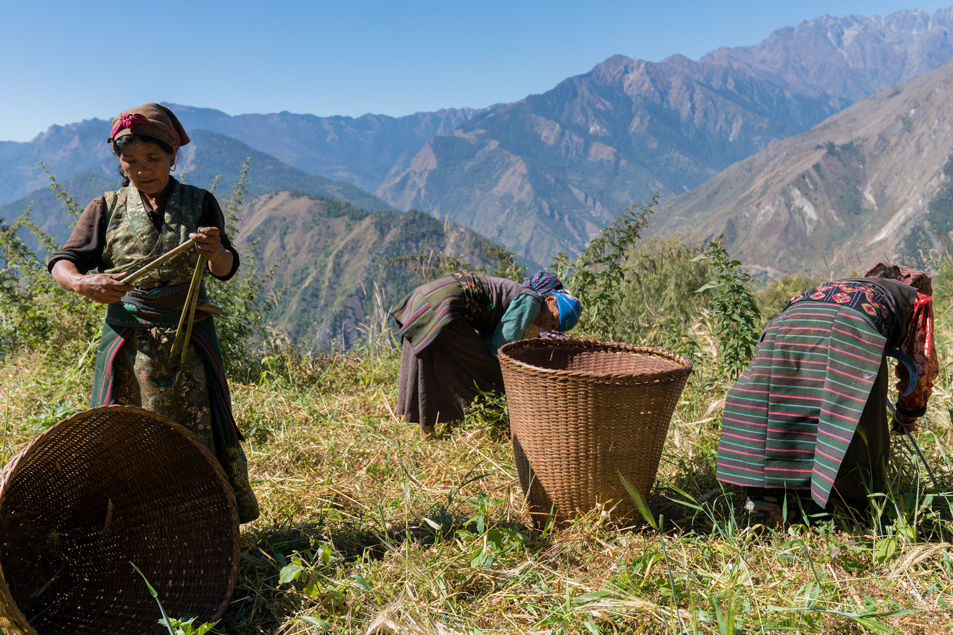 Village women harvest the remainds of grains from the field before planting the new crop.