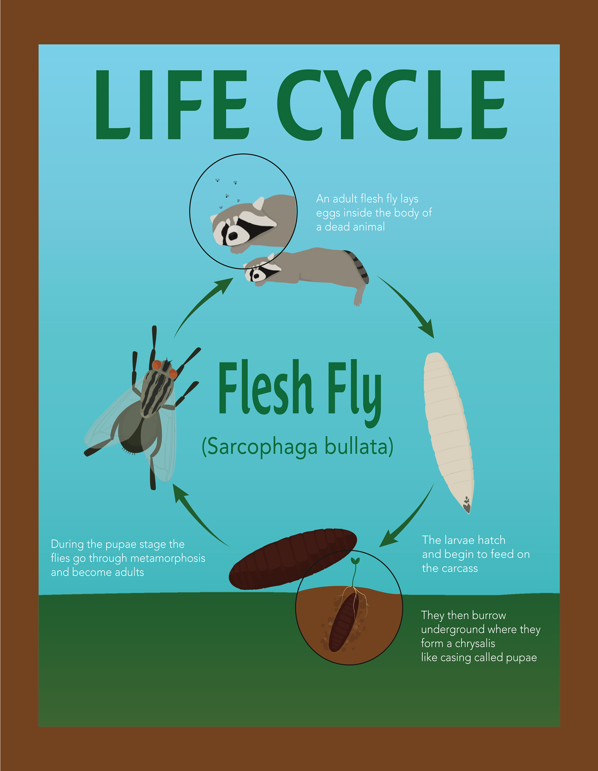 Graphic illustrations depicting the life of a Flesh Fly. Used in scientific publications and research presentations.