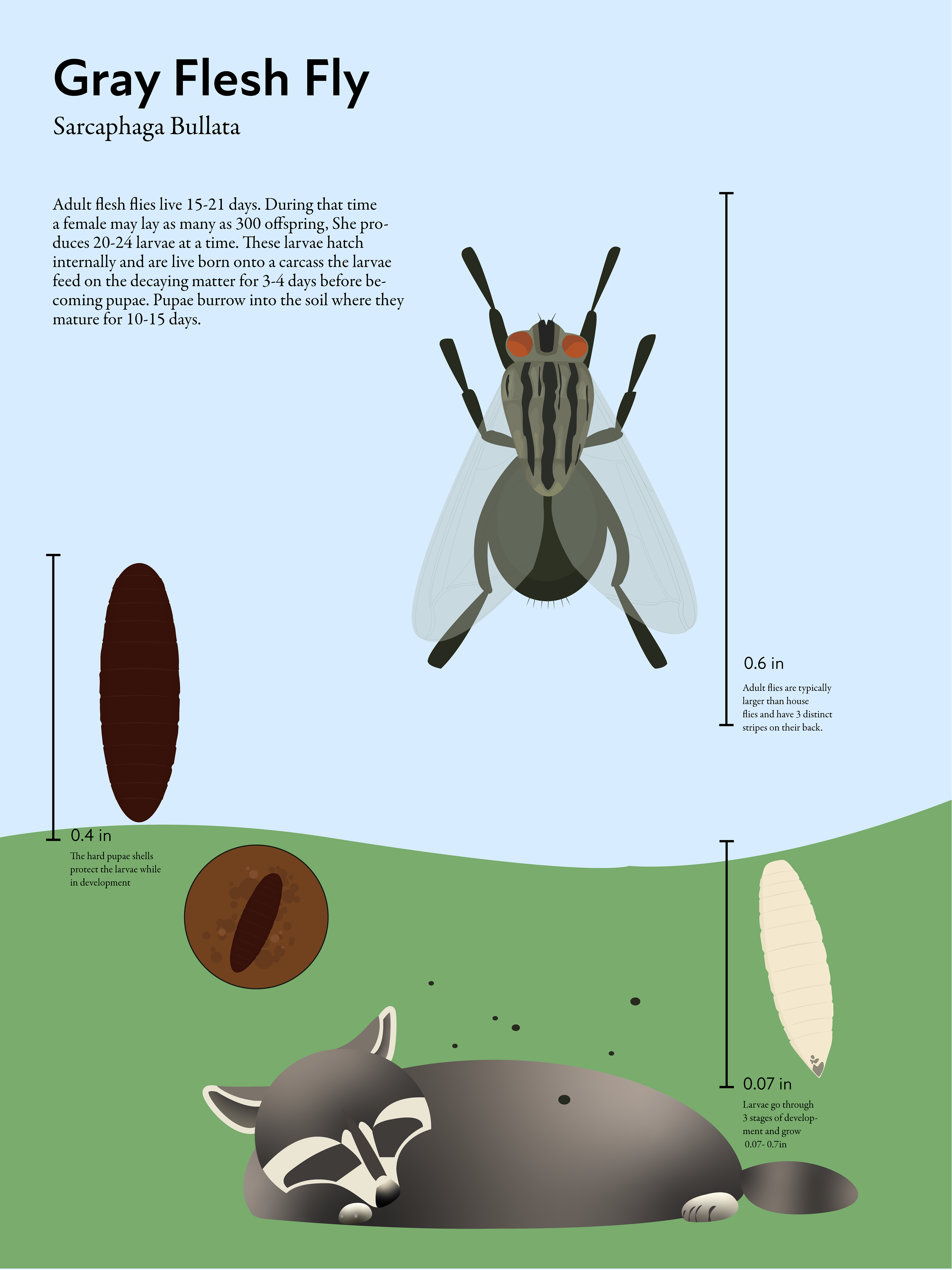 Infographic displaying the life cycle of a Flesh Fly