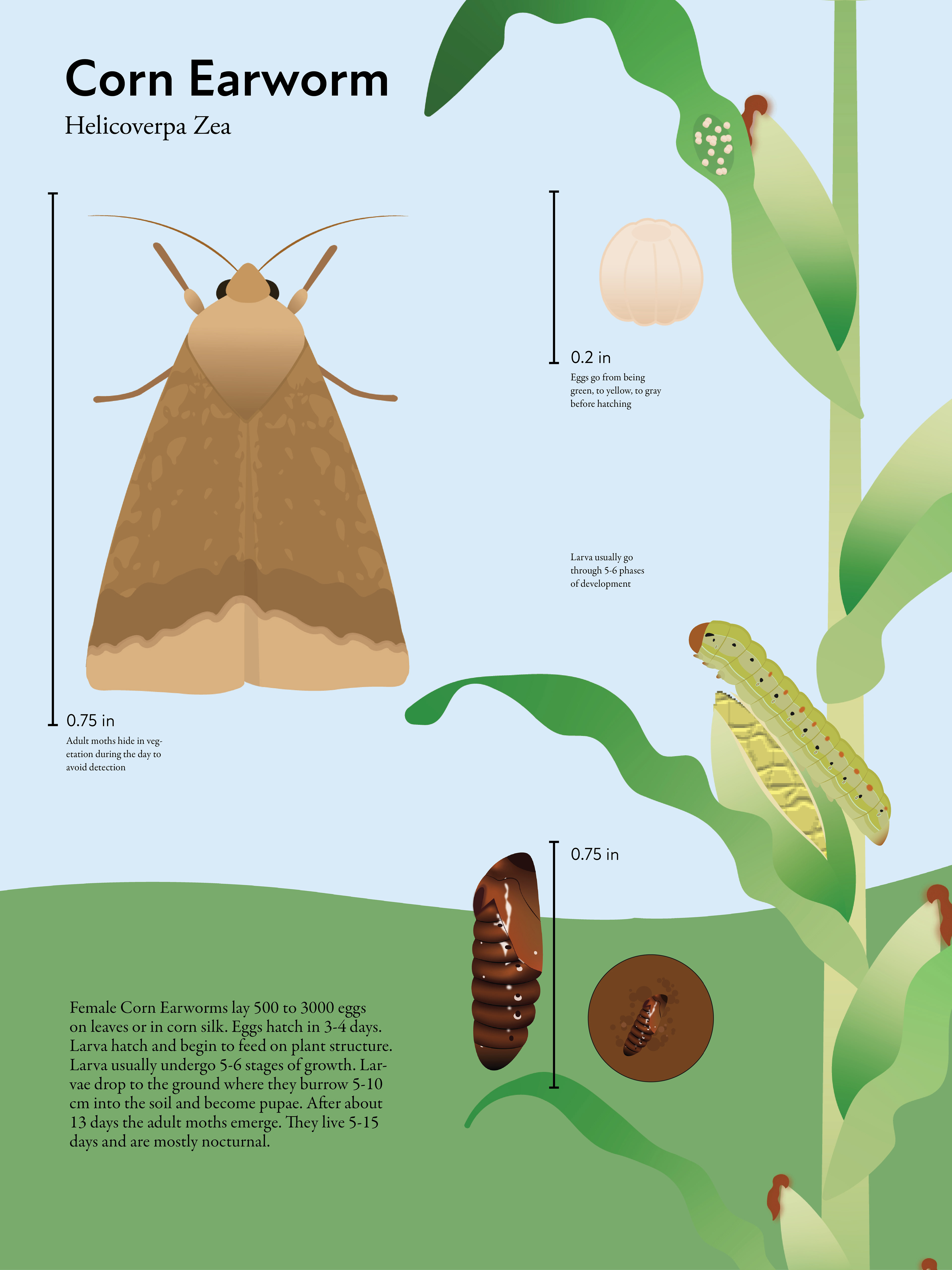 Infographic displaying the life cycle of a Corn Earworm Moth