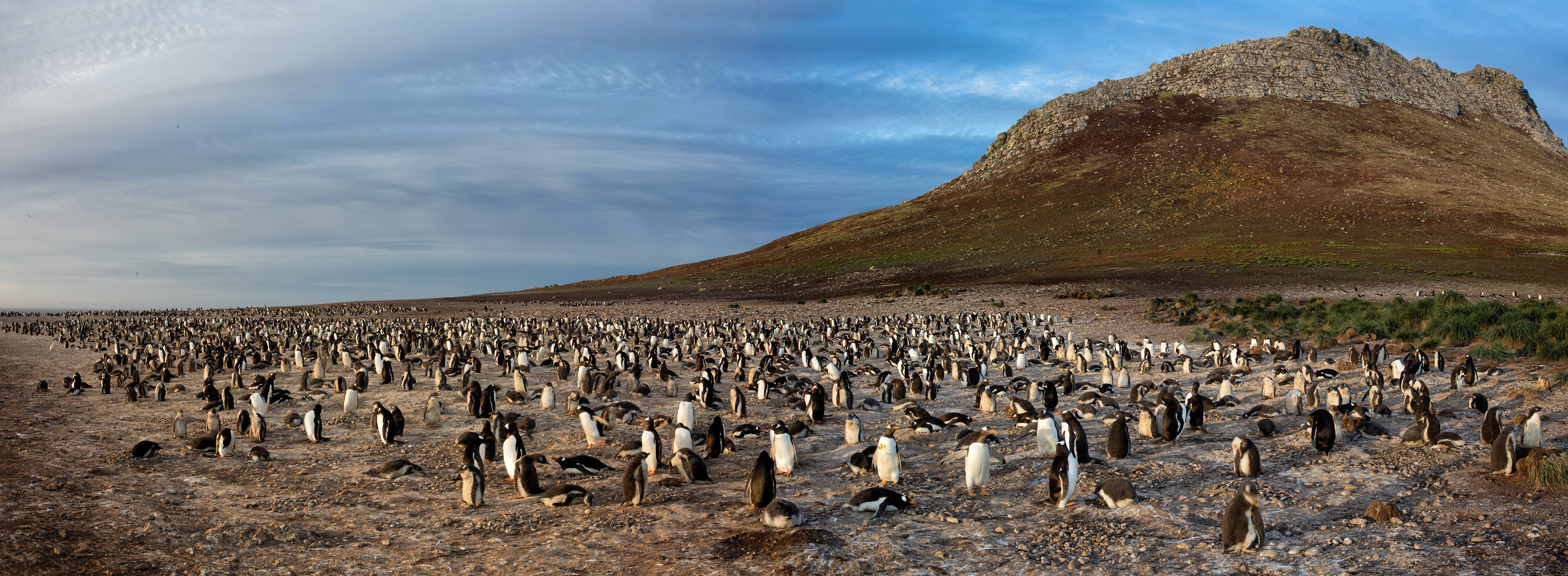 Morning at the huge Gentoo Penguin colony on Steeple Jason Island - Falklands