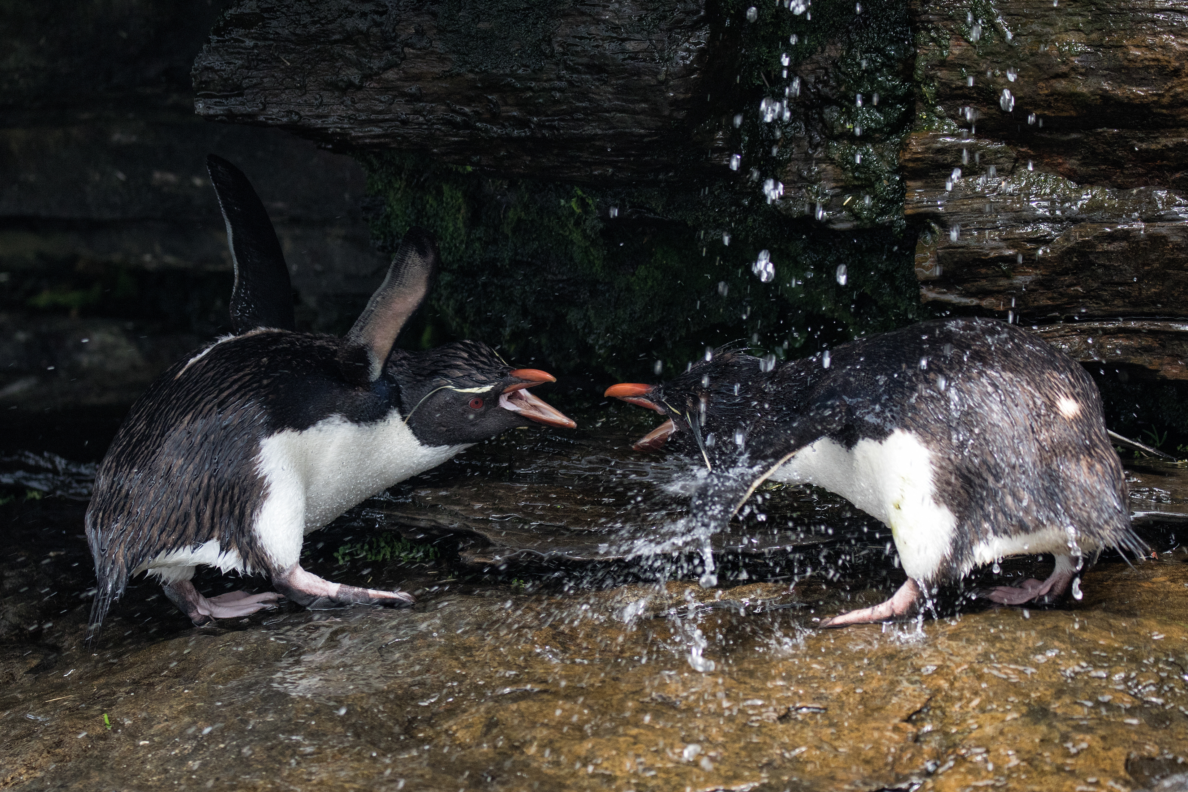Rockhopper Penguins fighting over the fresh water shower - Falklands
