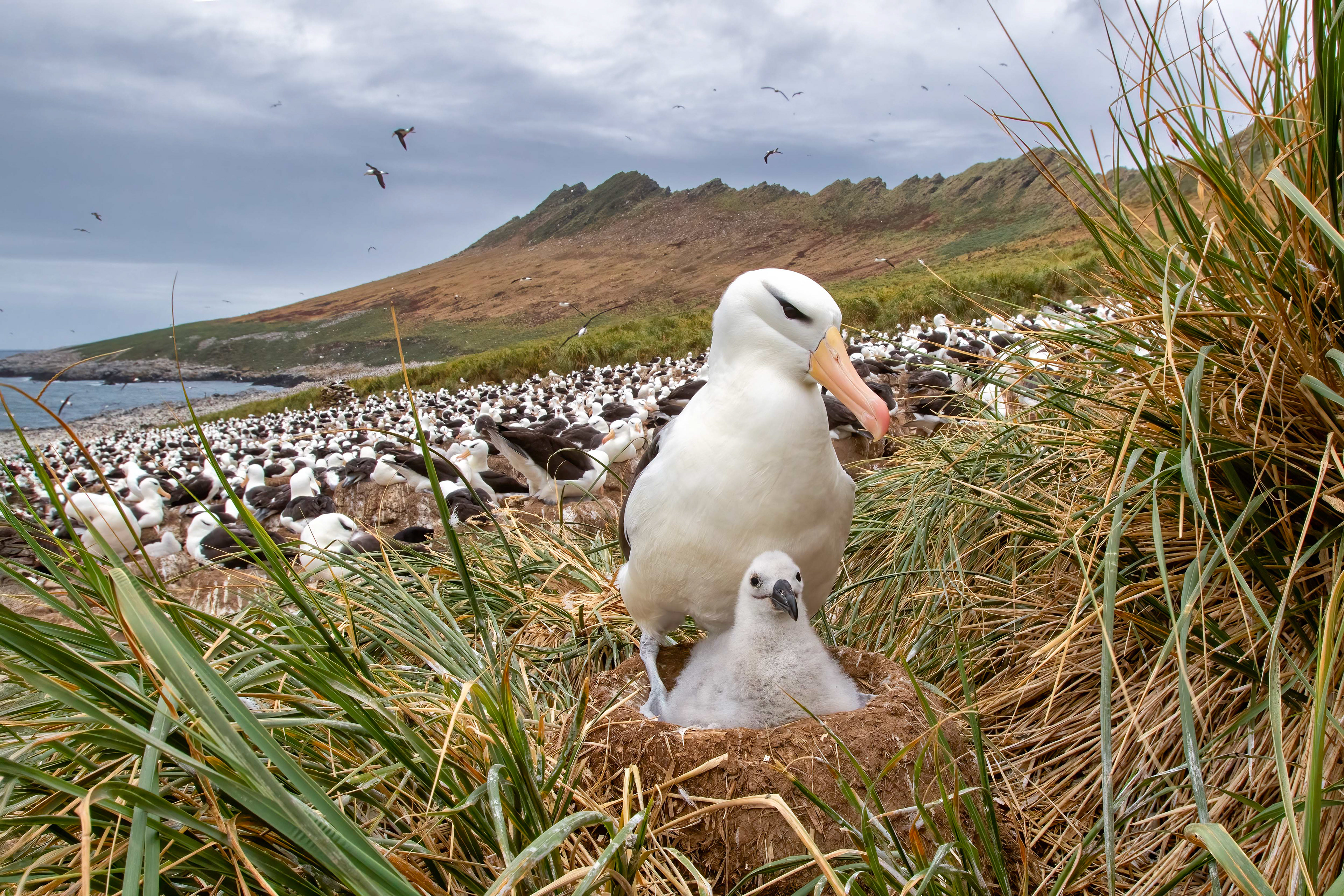 Black-browed Albatross with chick on a nest at the edge of the huge breeding colony on Steeple Jason - Falklands - RM