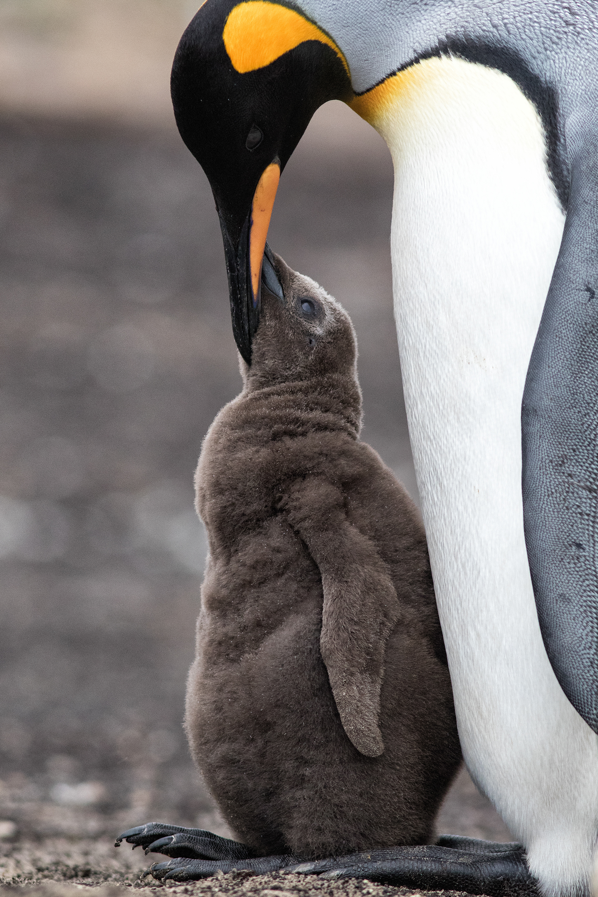 Young King Penguin chick being groomed - Falklands - RM