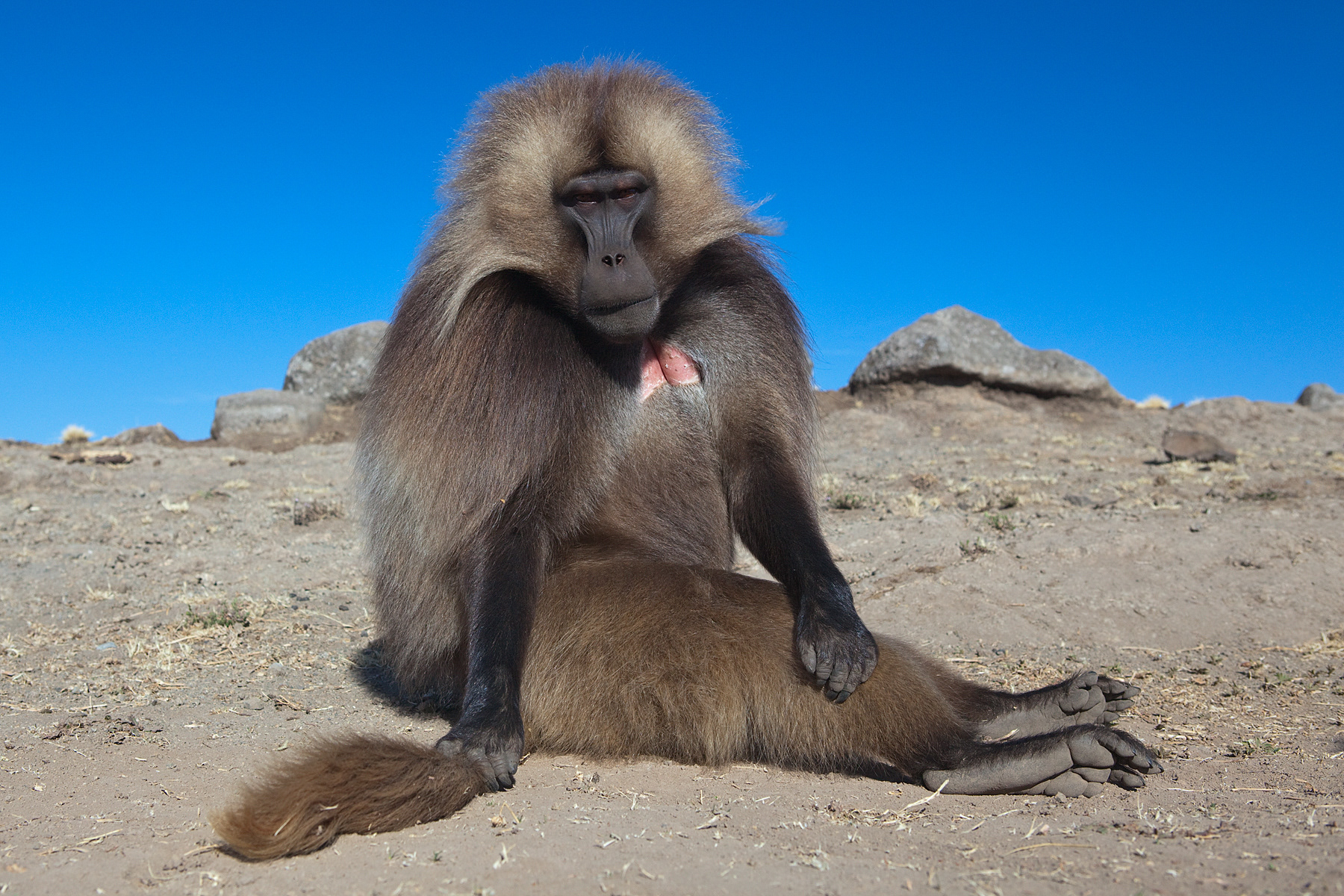 Gelada baboon - Simien Mountains, Ethiopia