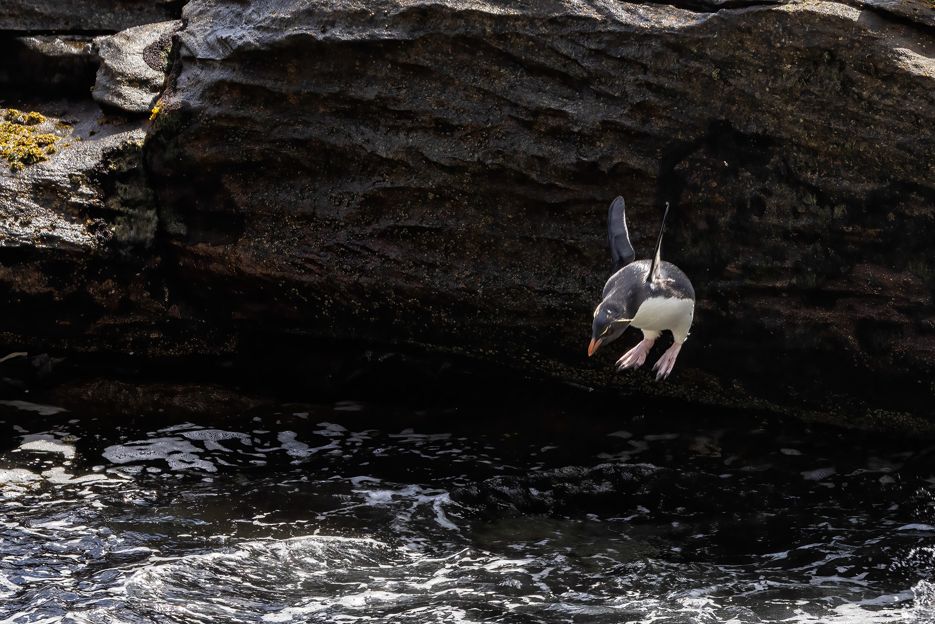 Southern Rockhopper jumping into a rock pool - Falklands - RM