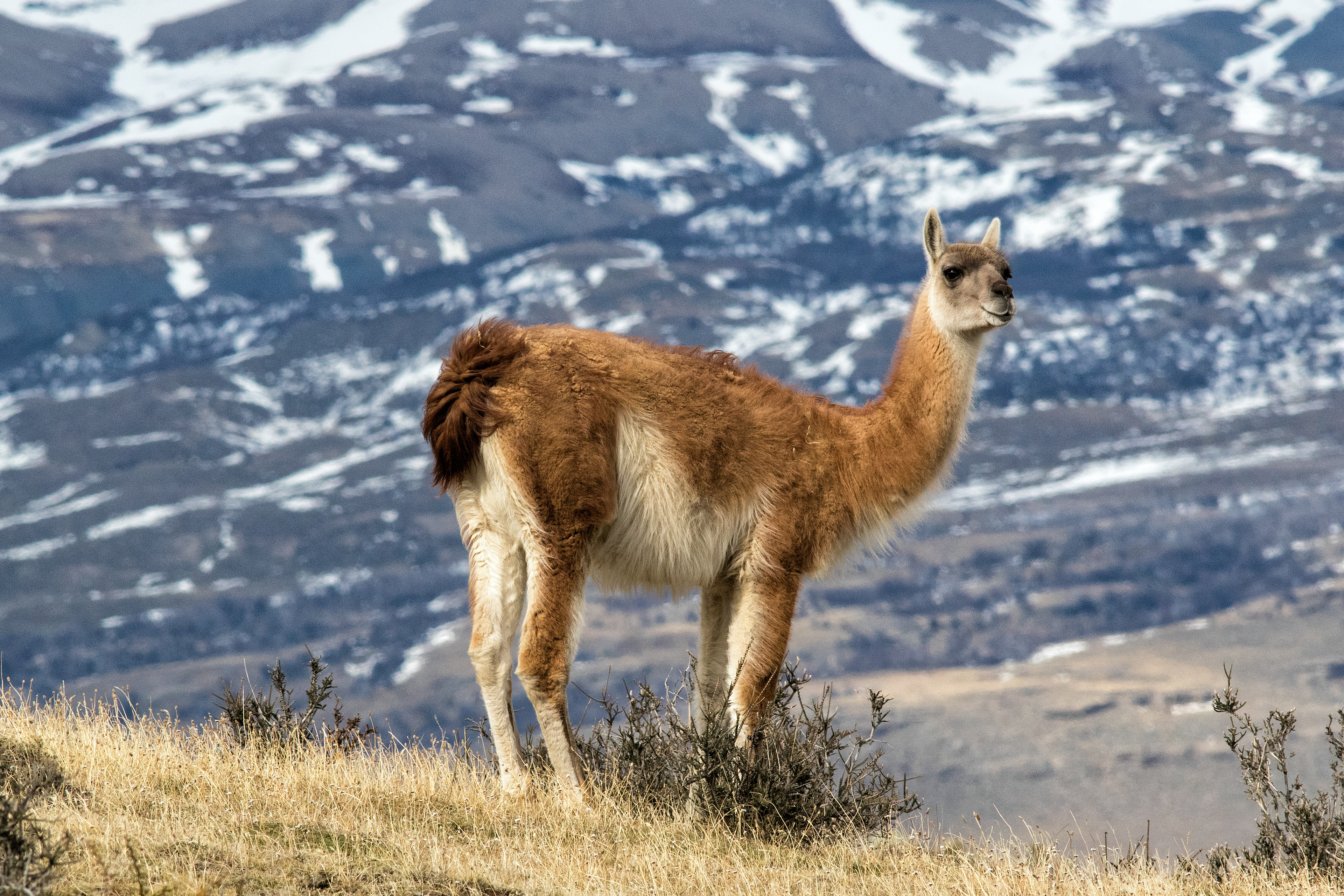 Guanaco - Patagonia - RM