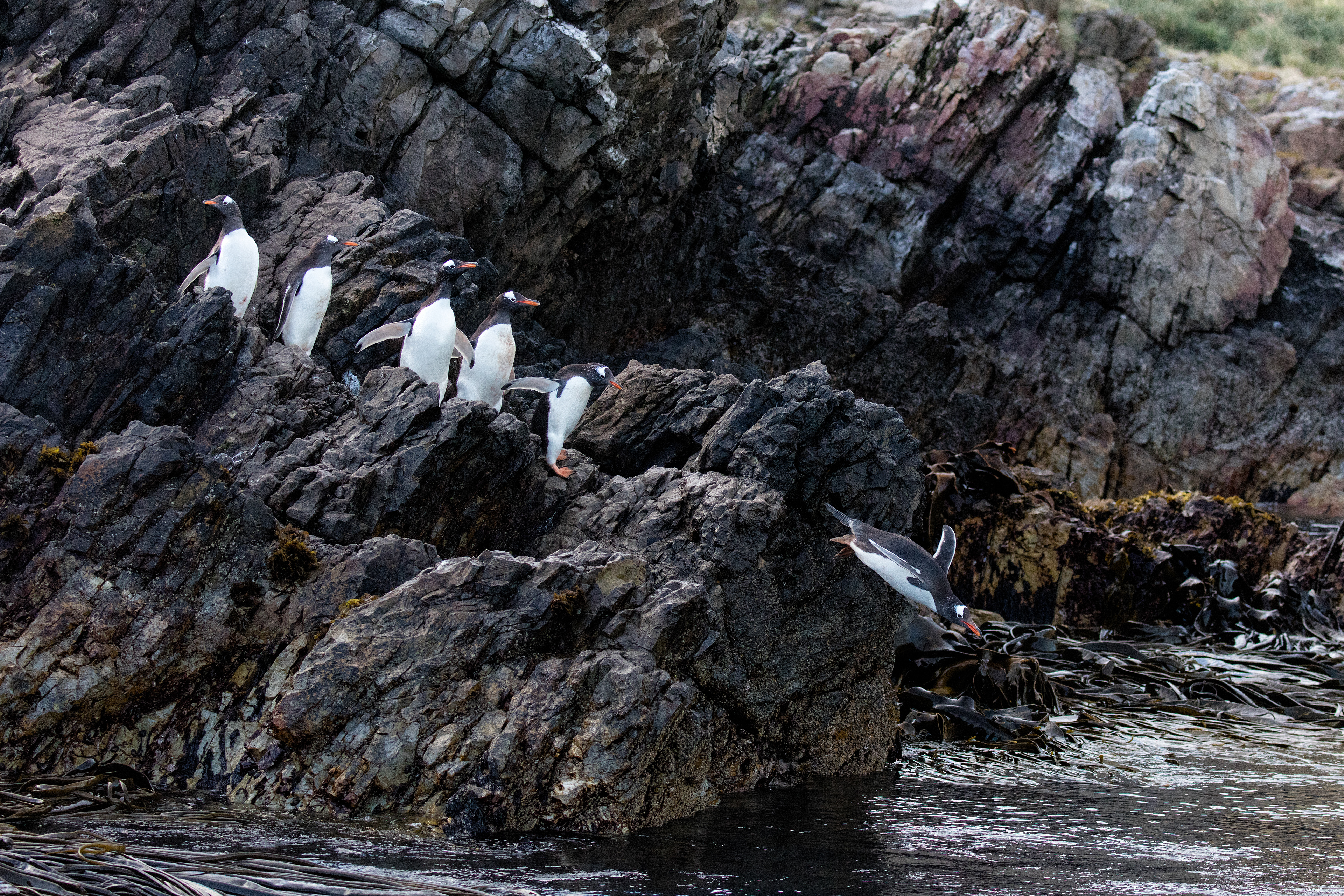 Gentoo Penguins heading out to sea - Falklands