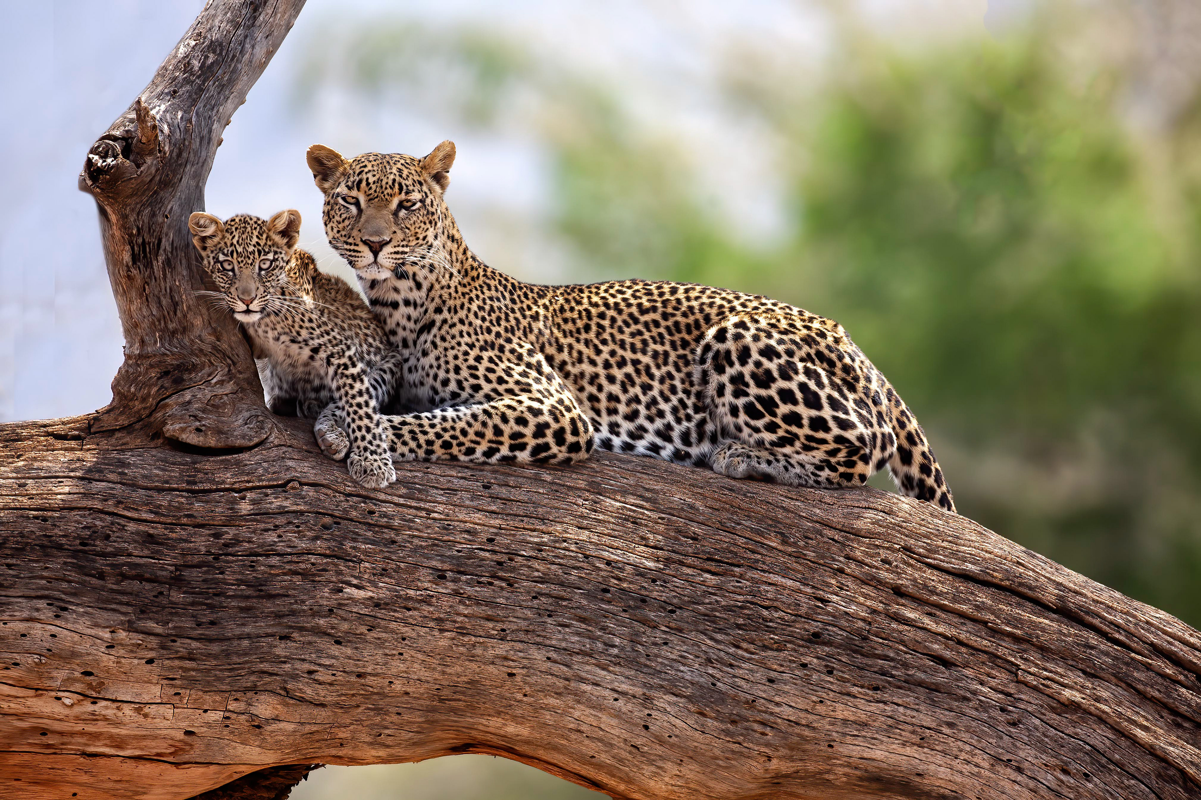 Female Leopard and cub - Samburu