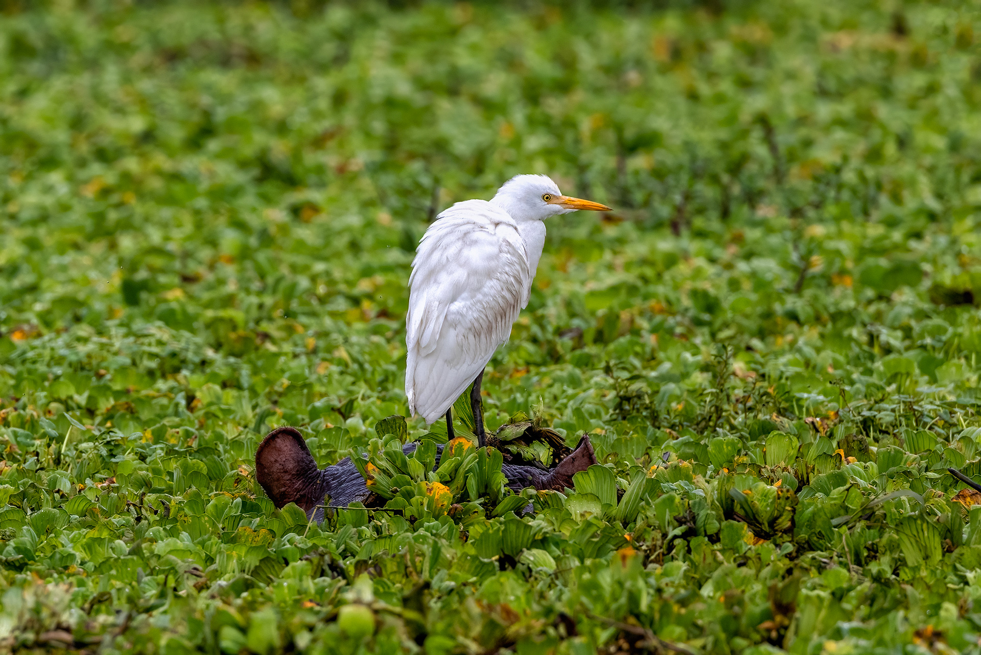 Cattle Egret resting on a hippo - Queen Elizabeth National Park, Uganda - RM
