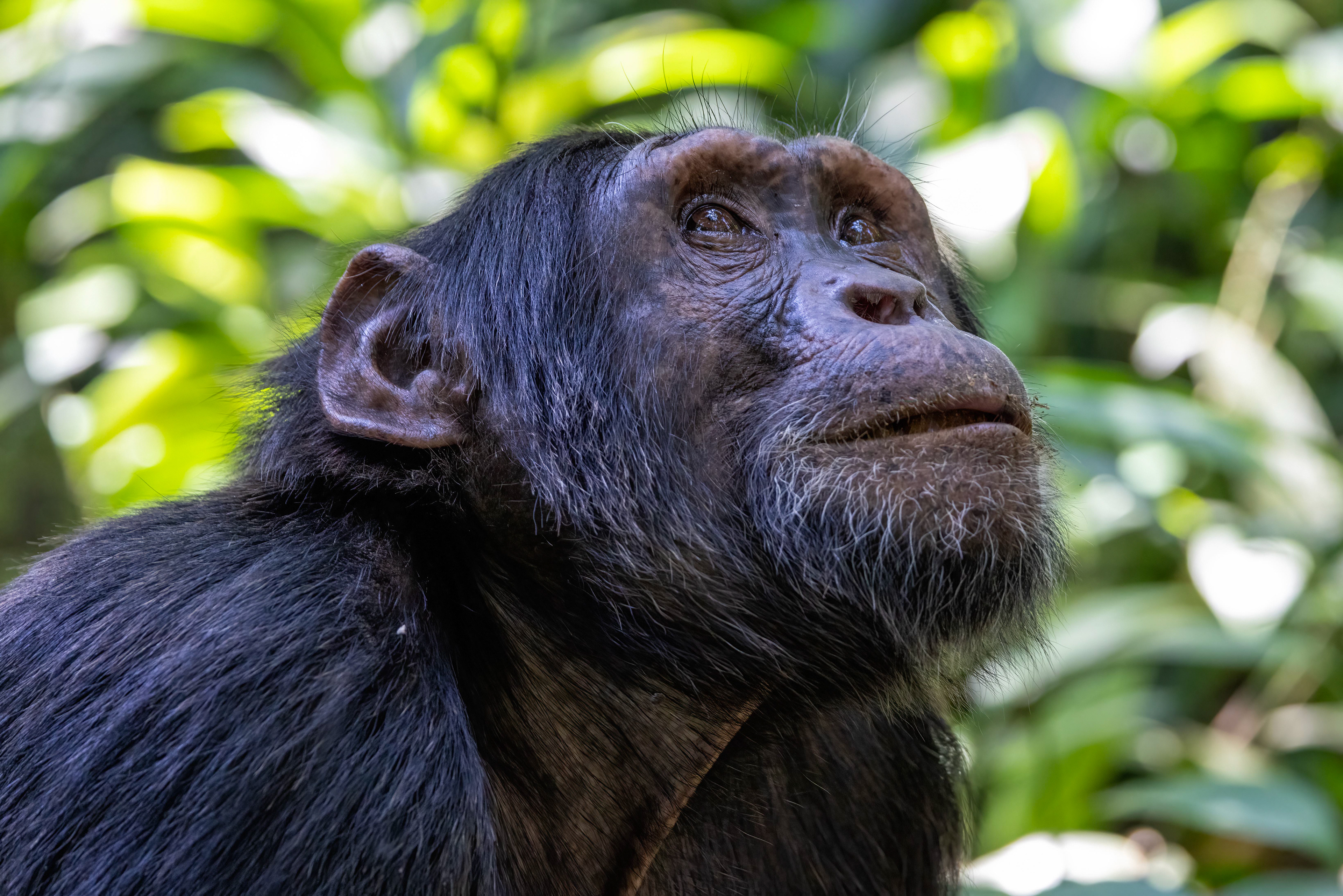 Chimpanzee - Kibale Forest, Uganda - RM
