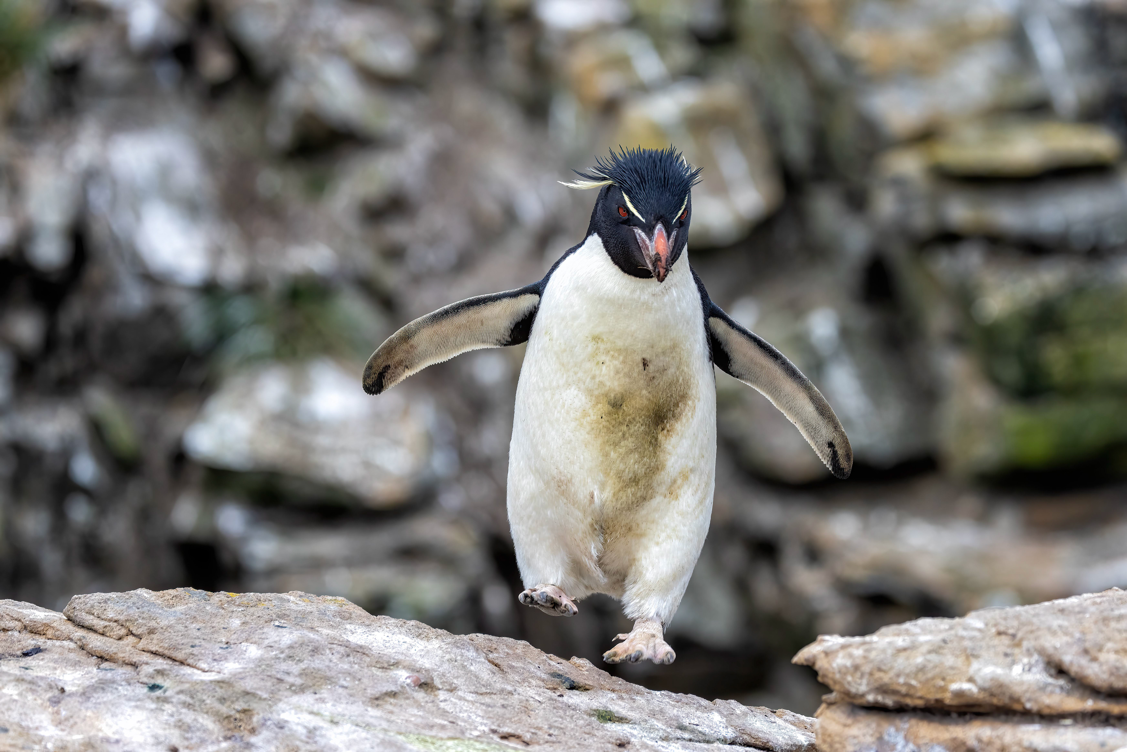 Southern Rockhopper doing its thing - Falklands - RM