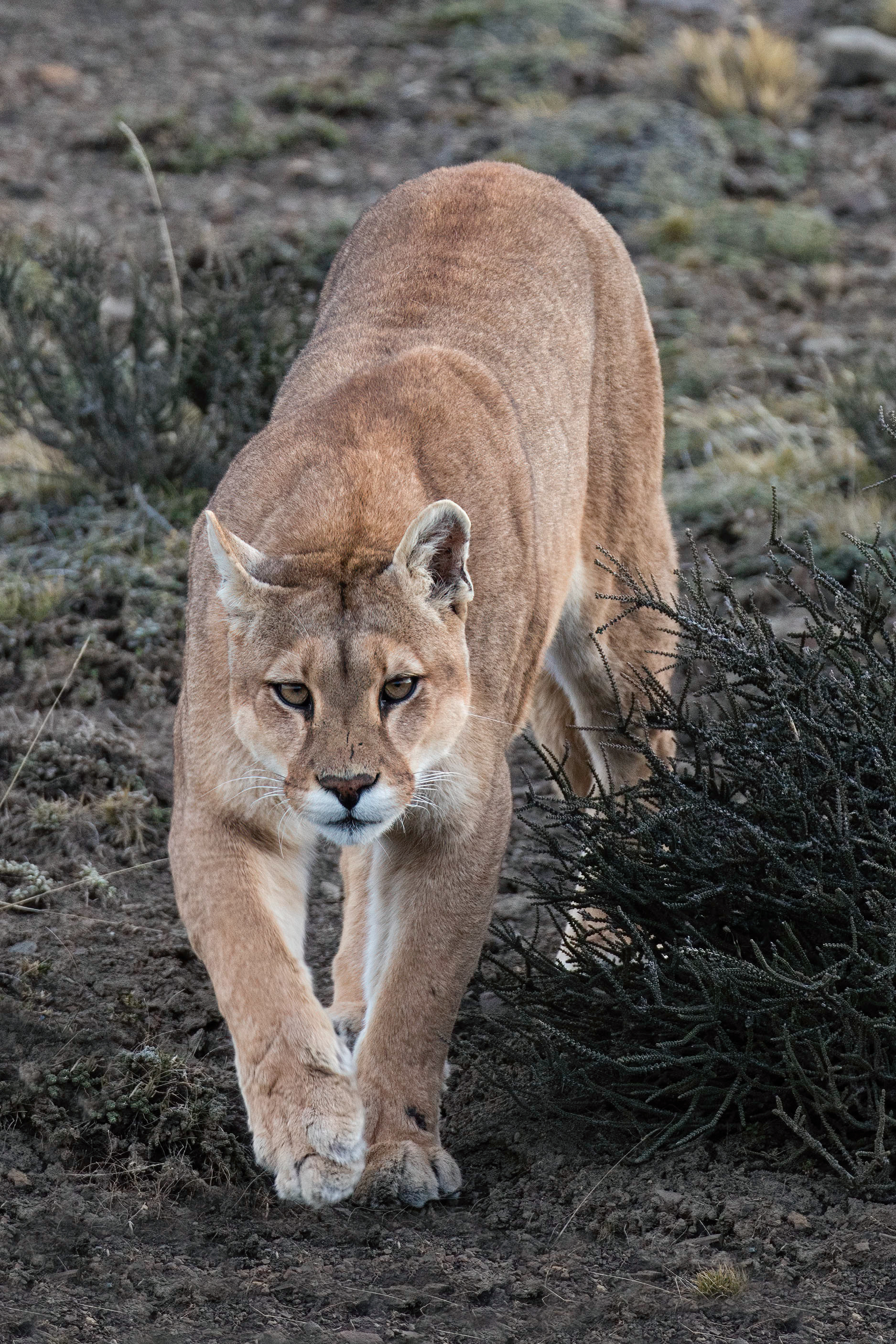 Female Puma - Patagonia